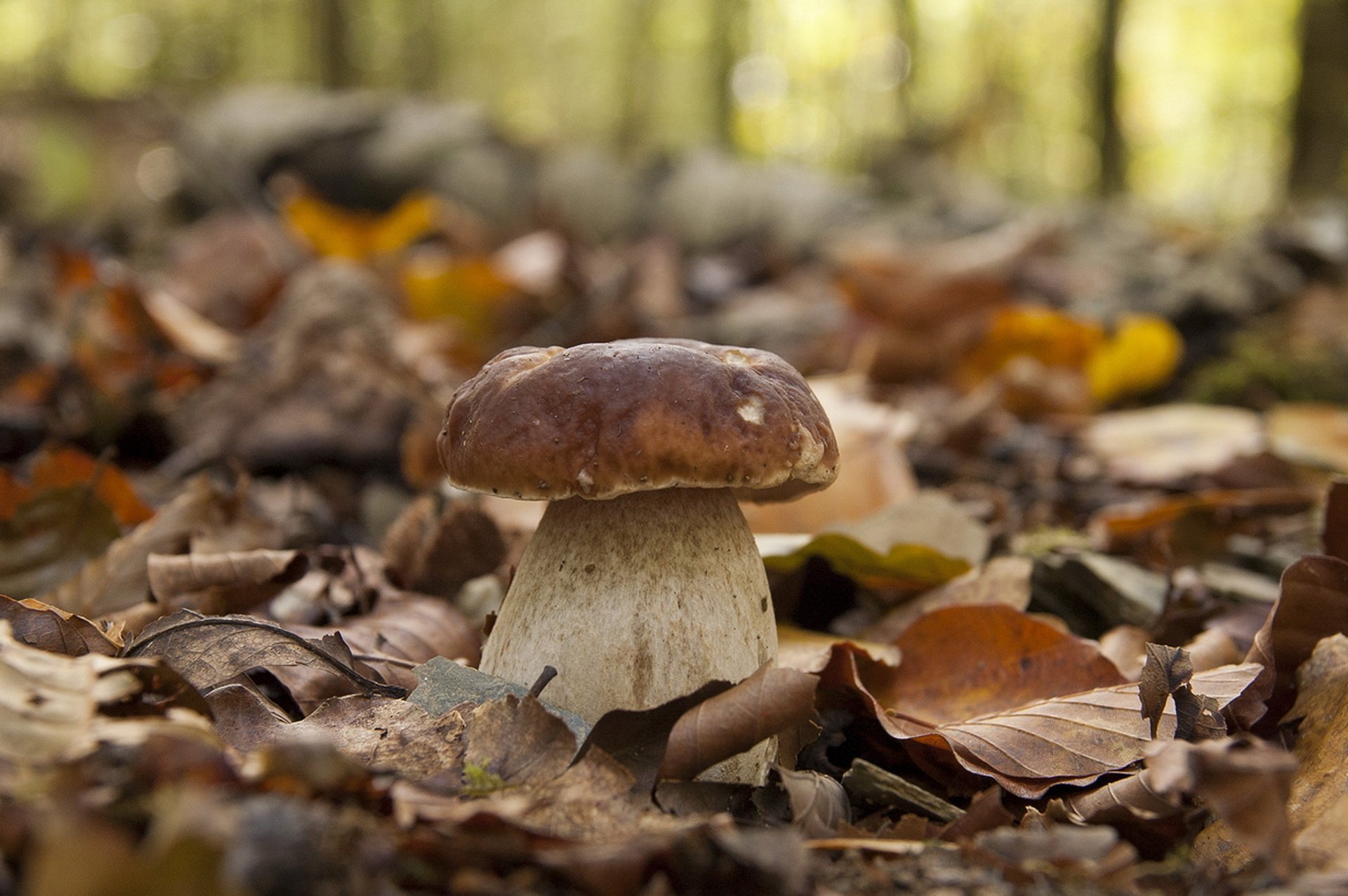 Груздь подберезовик. Поздние осенние грибы Подмосковья съедобные. Грибы осенью. Осень грибы. Осень лес грибы.