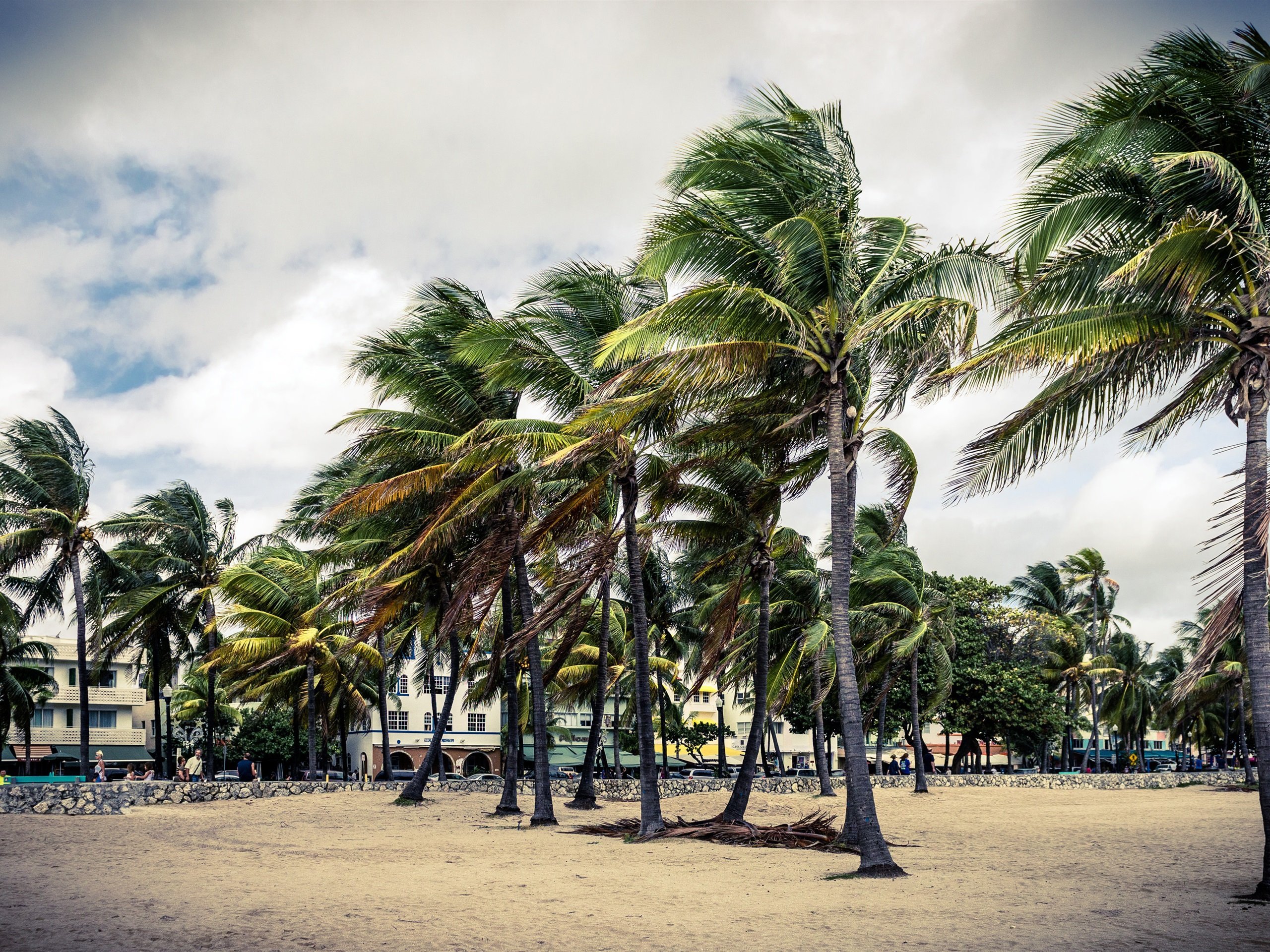 Майами австралия speed up. Майами Флорида пальмы. Майами Бич. Батуми пальмы. Пальмы издалека.