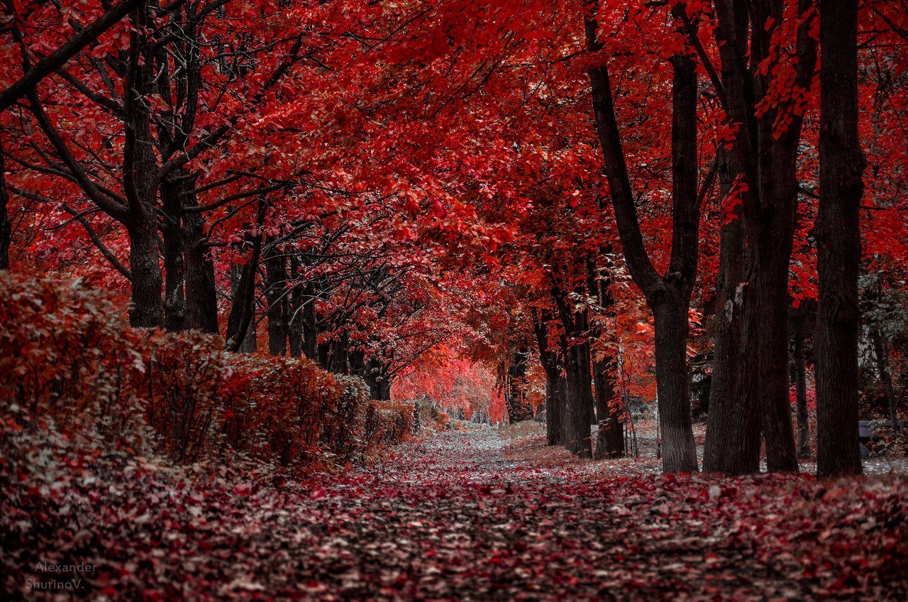 Величественными багряными. Самойлов красная осень. Красный парк. Красная осень фото.