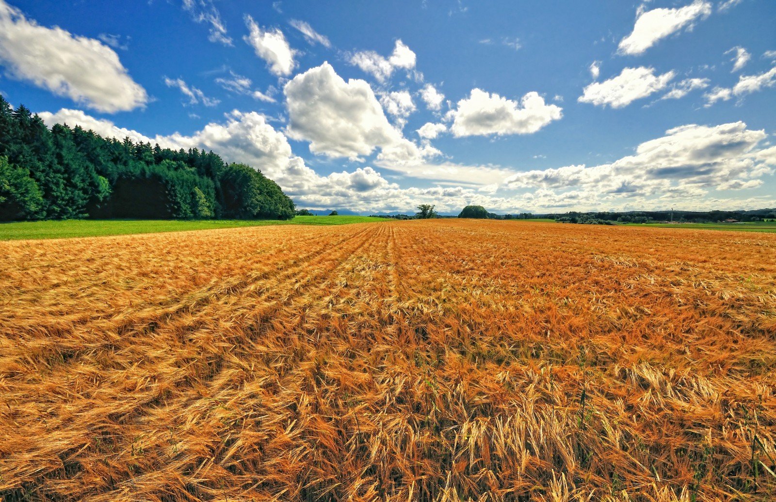 Rye field. Засеянные поля в Белоруссии. Хлебные поля Алтая. Пшеничное поле Беларусь. Пшеничные поля Молдовы.