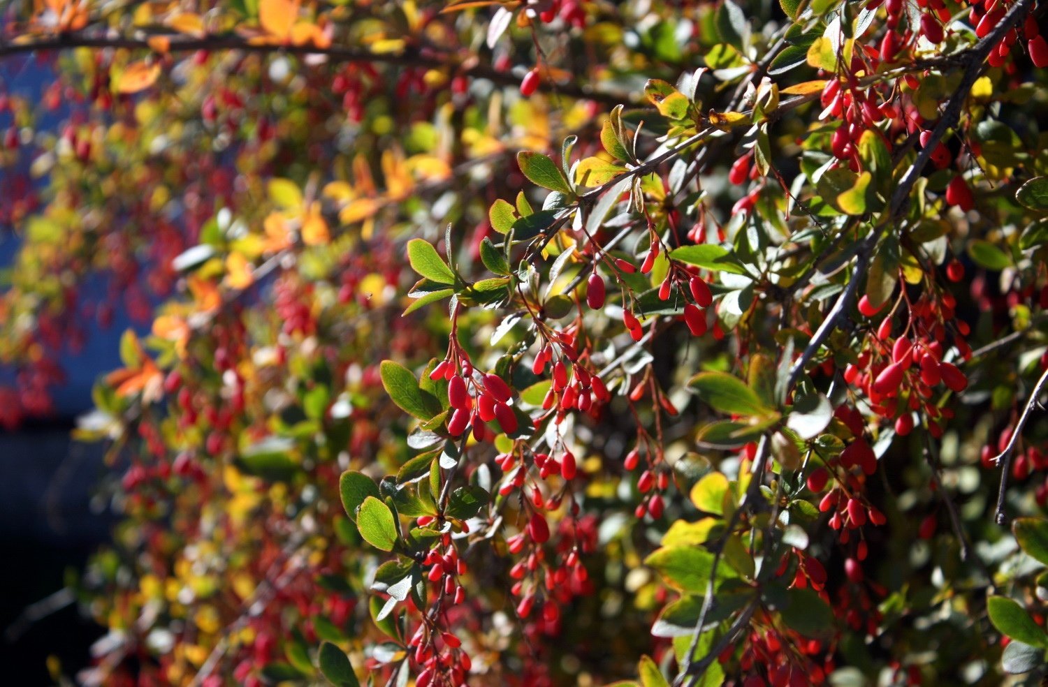 Актриса слаще барбарис. Барбарис обыкновенный Berberis vulgaris. Барбарис обыкновенный осень. Барбарис Критский. Барбарис обыкновенный куст.