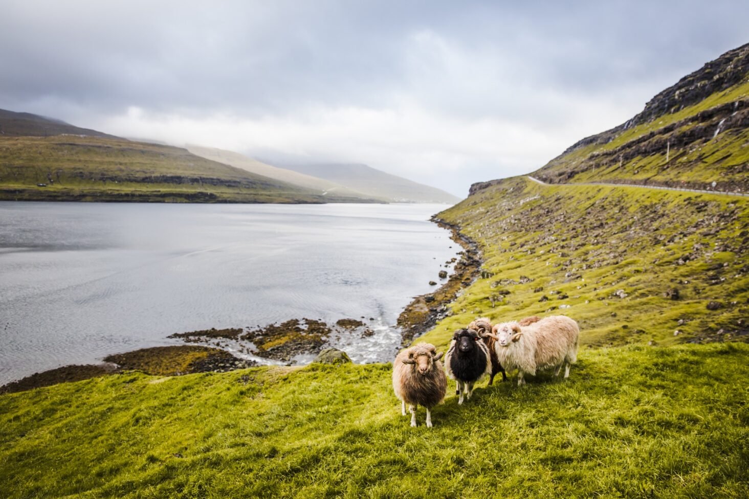 Время фарерские острова. Деревня Гасадалур, Фарерские острова. Овцеводство Фарерских островов. Мясошерстное овцеводство Исландии. Фарерскими и шетландскими островами.