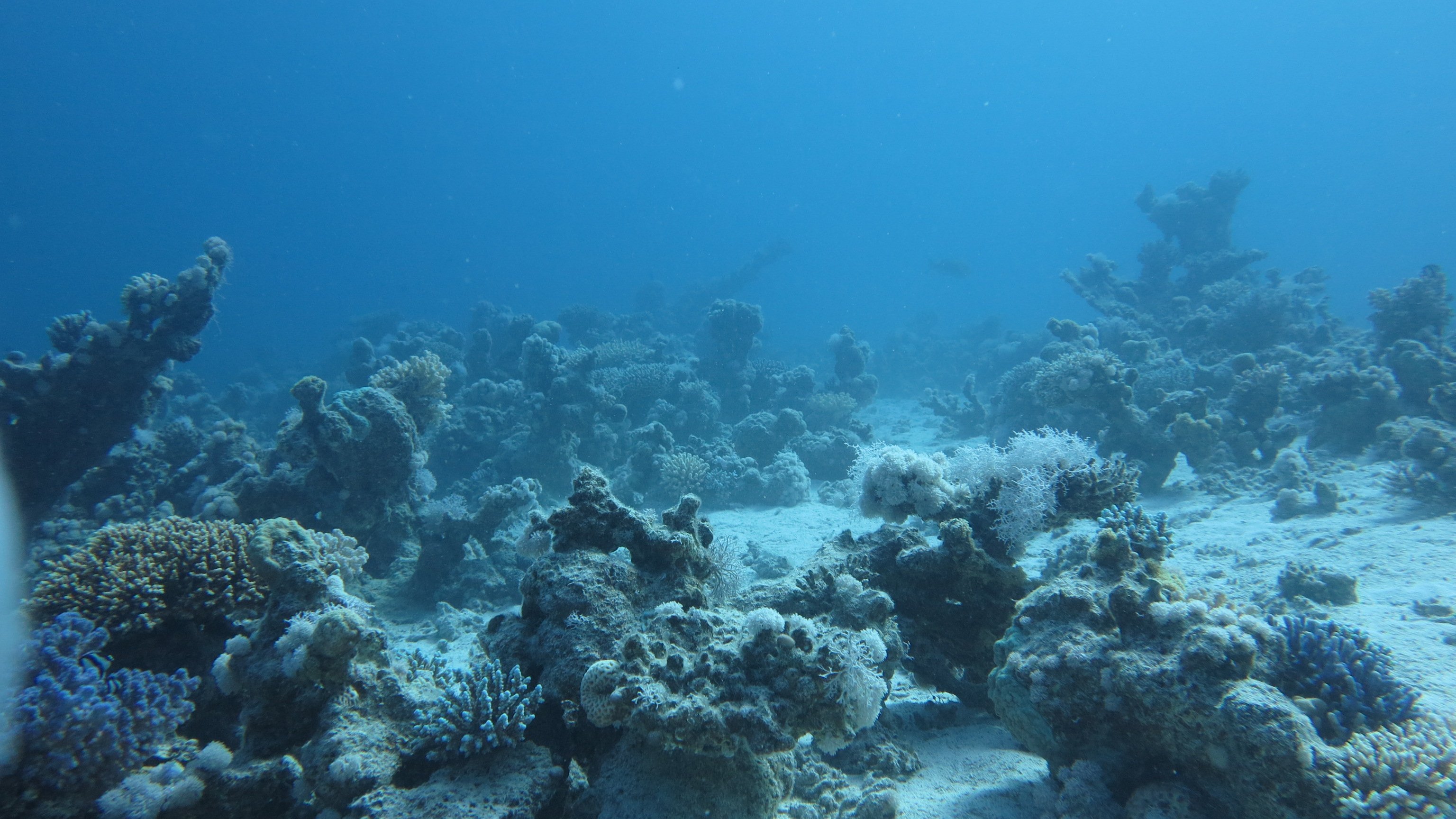 Белое море под водой. Бентос черного моря. Морское дно. Дно моря. Океанское дно.