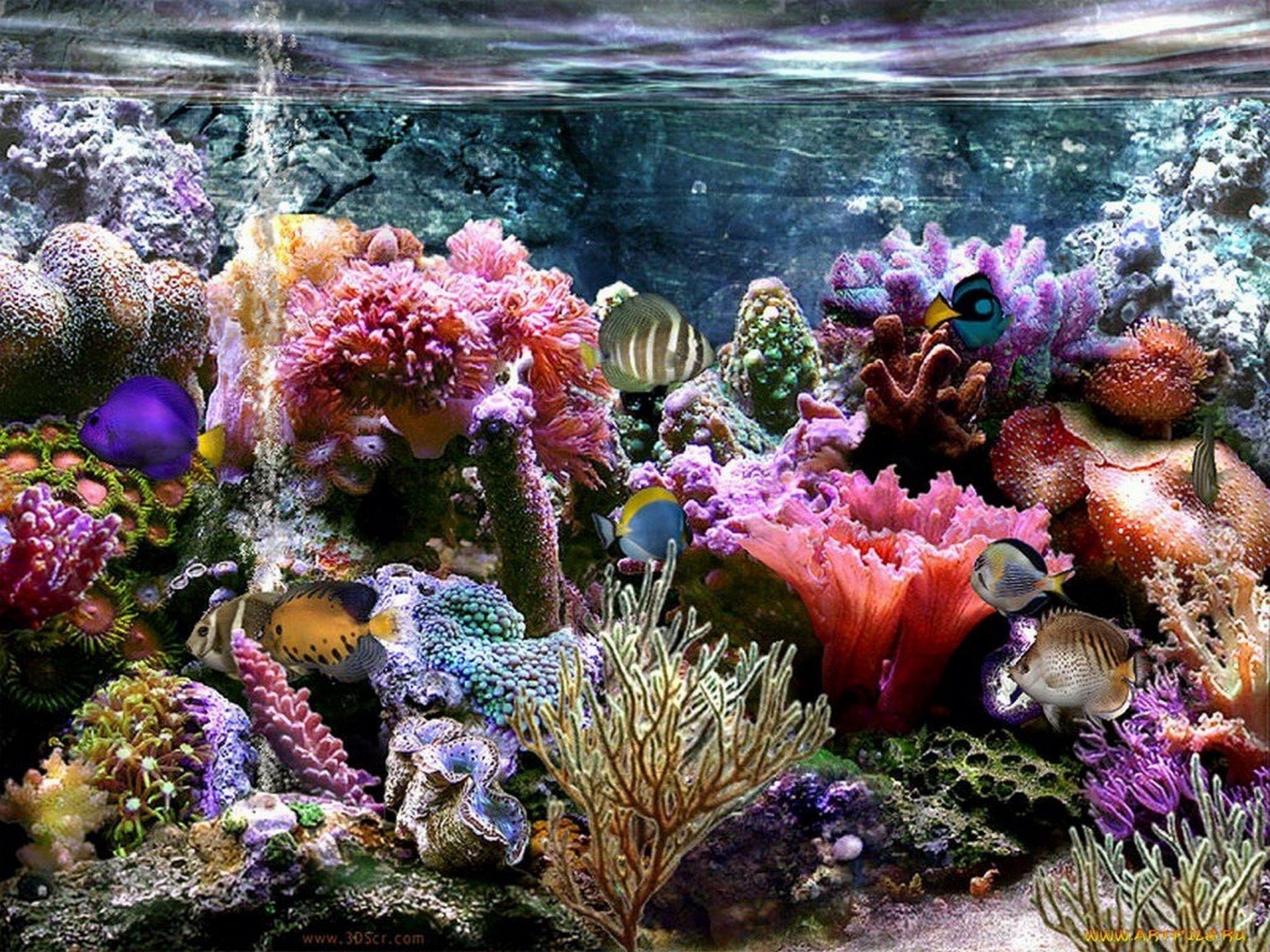 Природа подводный мир. Подводный риф риф. Морской аквариум коралловый риф. Морские глубины. Морское дно с кораллами.