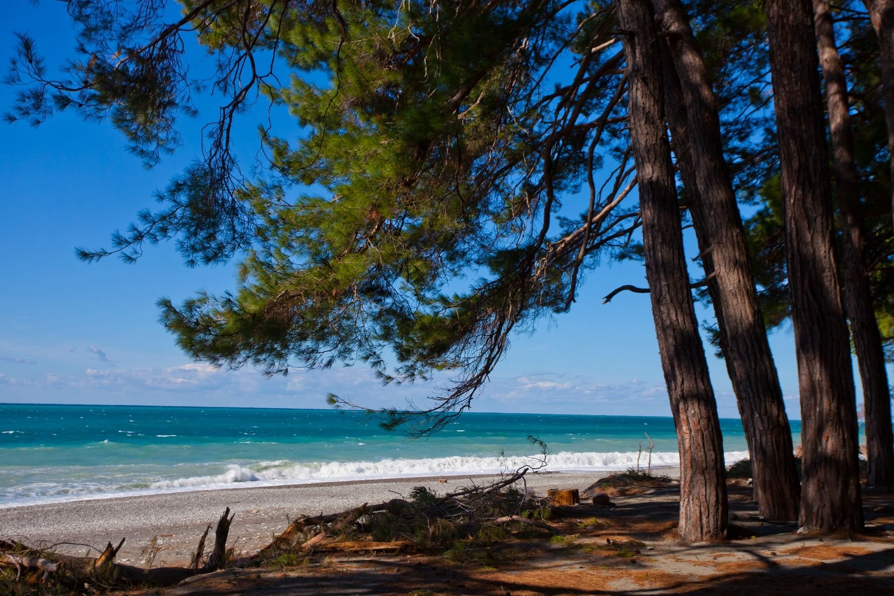 Море абхазия пицунда. Абхазия Пицунда Сосновый пляж. Сосновый пляж в Пицунде. Пицунда пляж с соснами. Пицунда сосны и море.