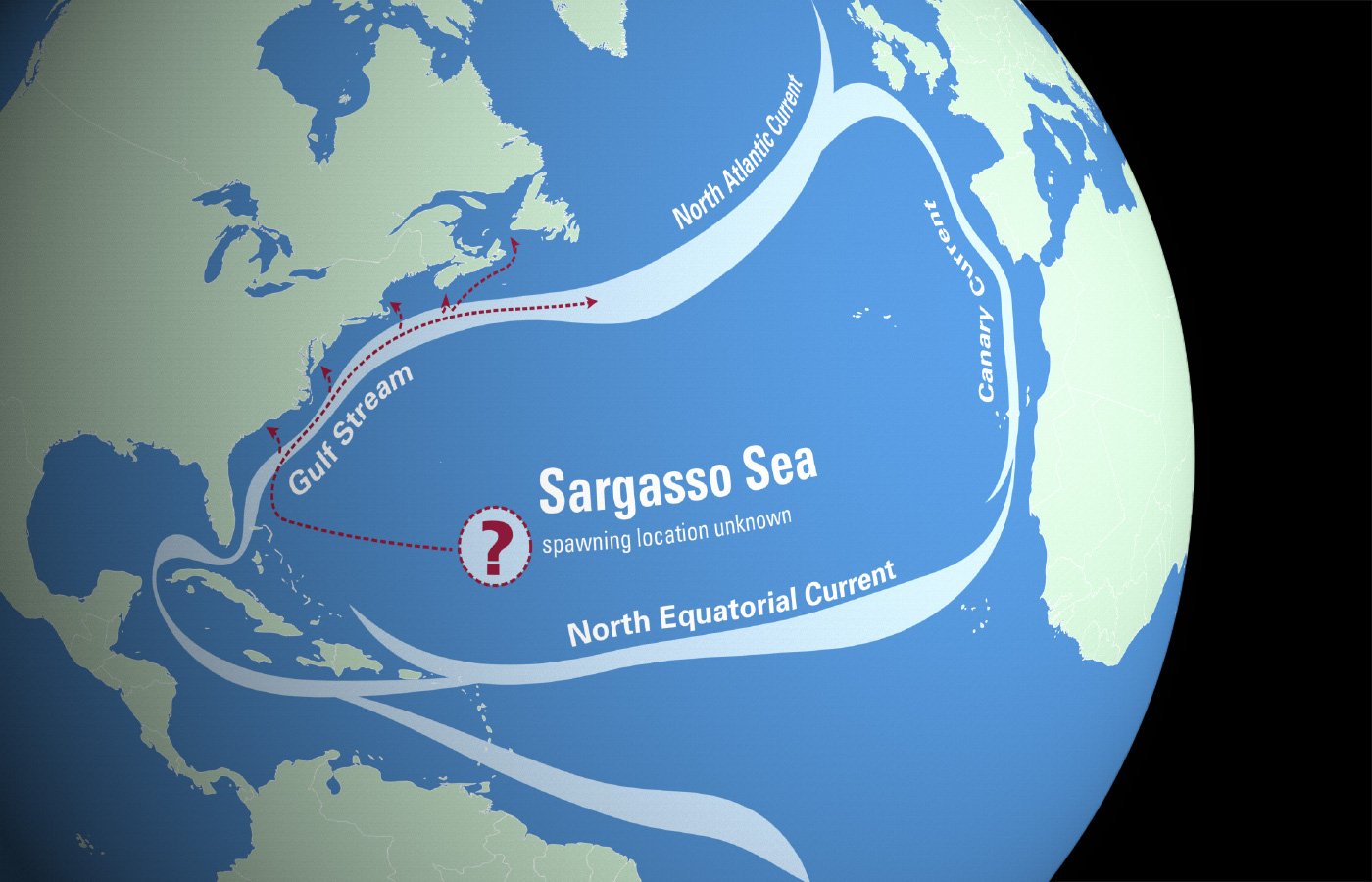 Какое название имеет море без берегов. Саргассово море. Саргассово море границы. Саргассово море на карте. Саргассово море картинки.