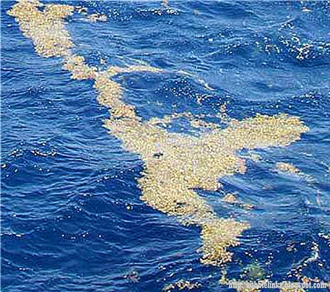 Какое название имеет море без берегов. Саргассово море Бермудский треугольник. Атлантический океан Саргассово море. Саргассово море водоросли. Море Сорга Саргассово.