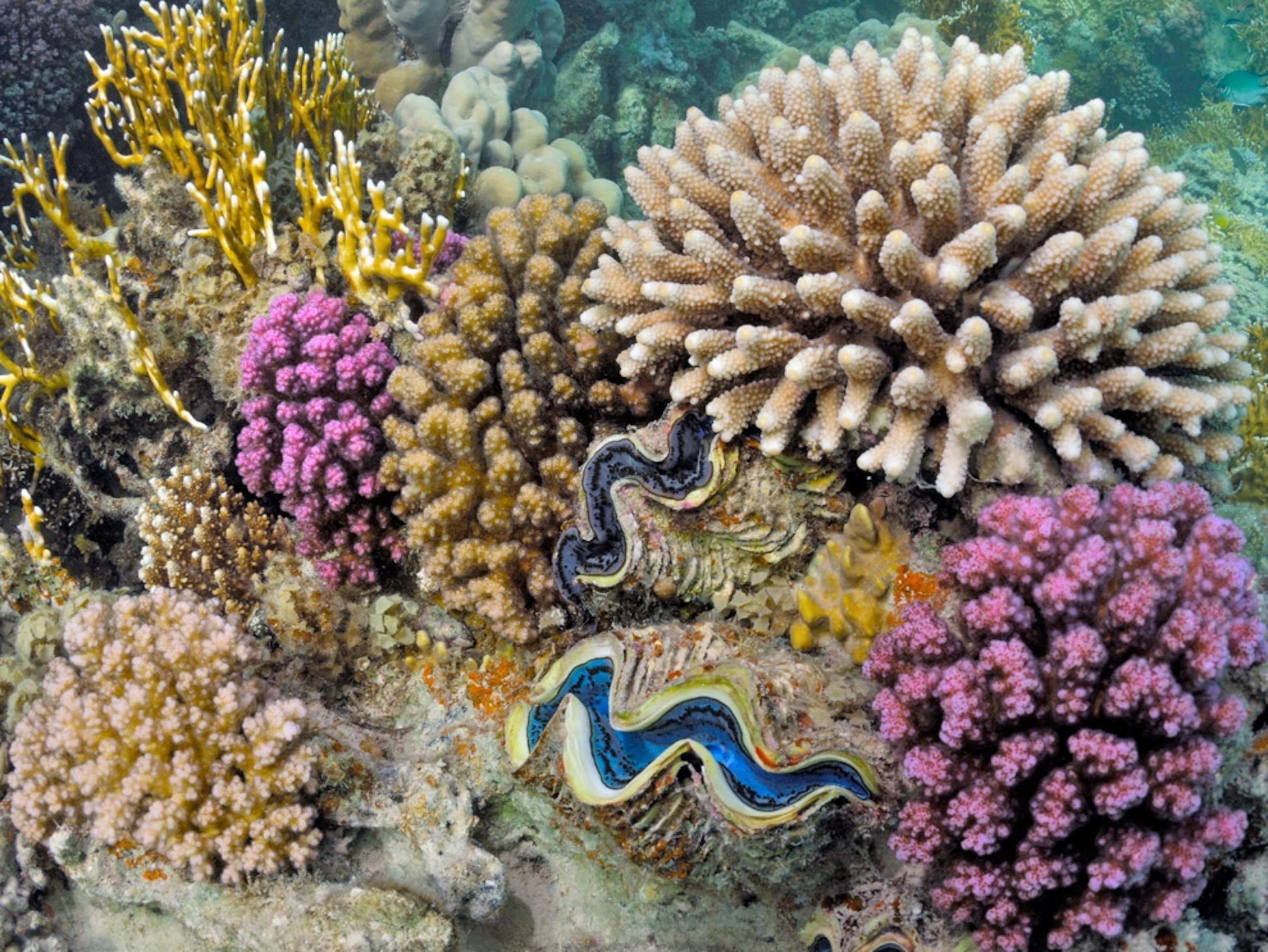 Водоросли ракушки. Морская тридакна. Тридакна моллюск в Красном море. Моллюски коралловых рифов красное море. Тридакна красное море.