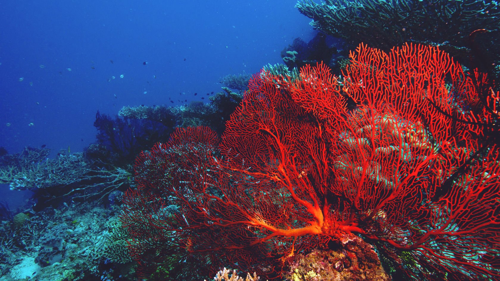 Водоросли кораллы. Красный коралл Кишечнополостные. Большой Барьерный риф коралловые полипы. Красный коралл красный Корал. Красный коралл рифы.