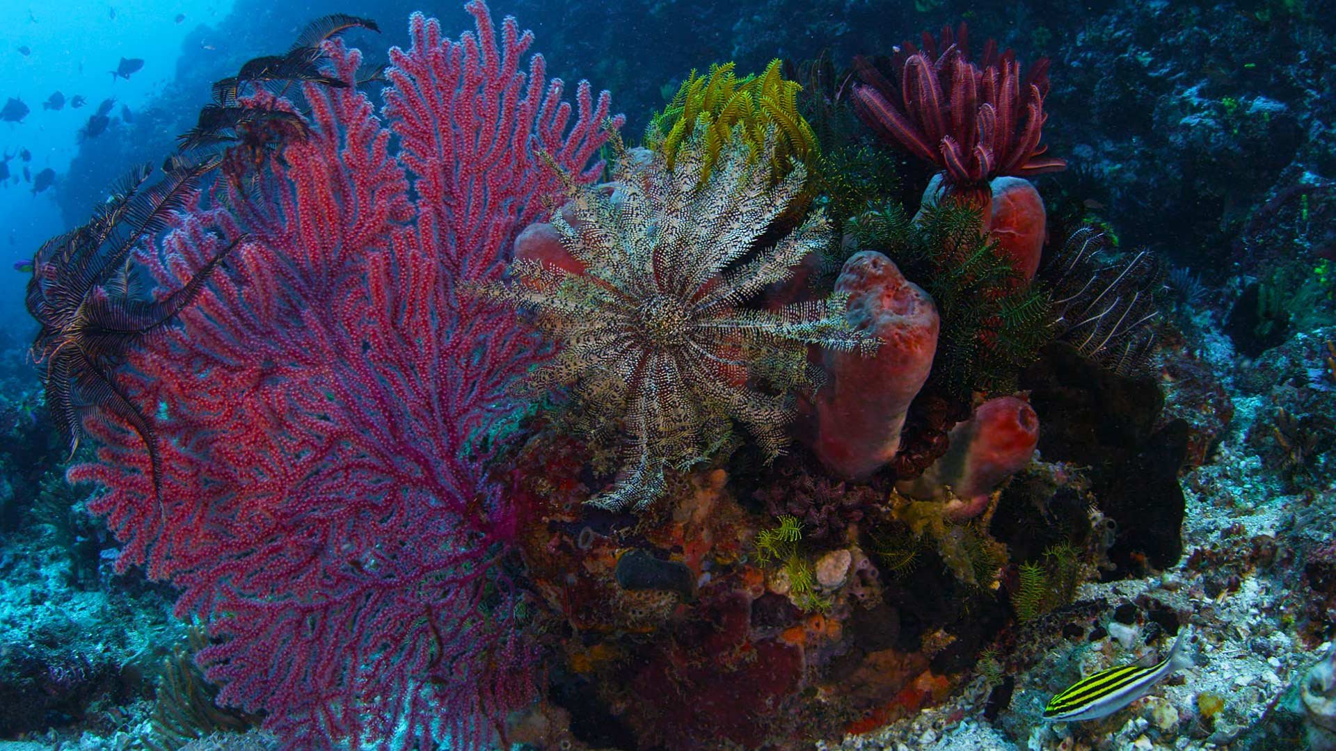 Coral life. Коралловые рифы красного моря. Нац парк Комодо кораллы рифы. Большой Барьерный риф. Карибский бассейн морские рифы.