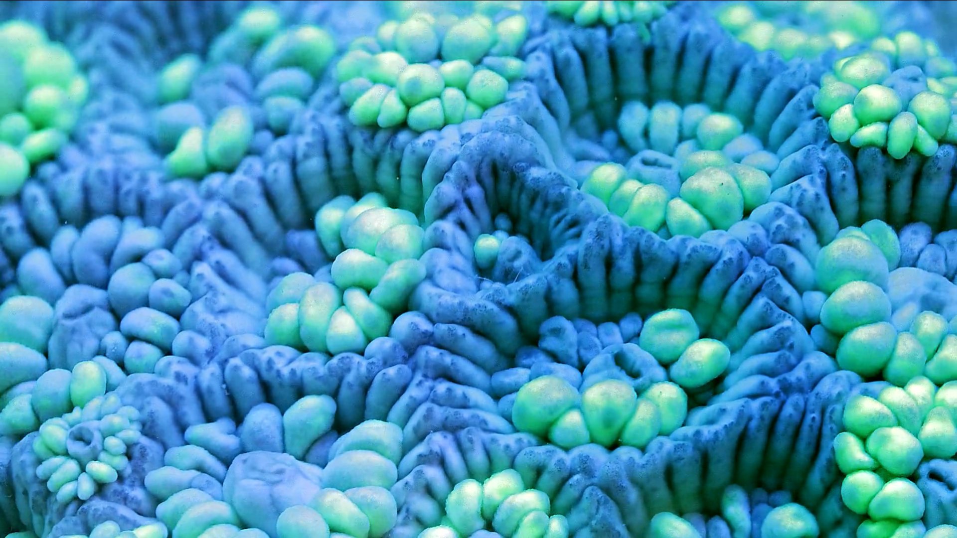 Coral life. Губка Clathrina coriacea. Живые кораллы. Трубчатые кораллы. Коралловый риф.