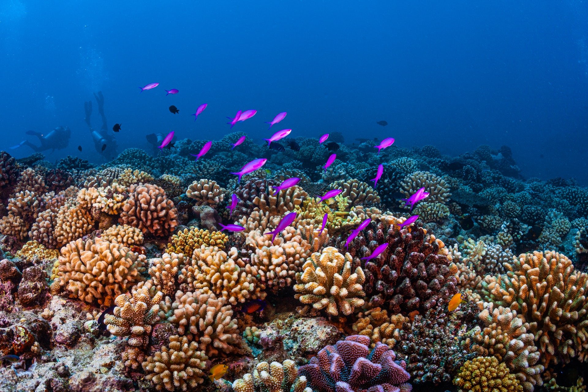 Коралловый риф отзывы. Коралловые рифы Монерон. Большой морской риф Фиджи. Джаксум риф. Известняковые коралловые рифы.