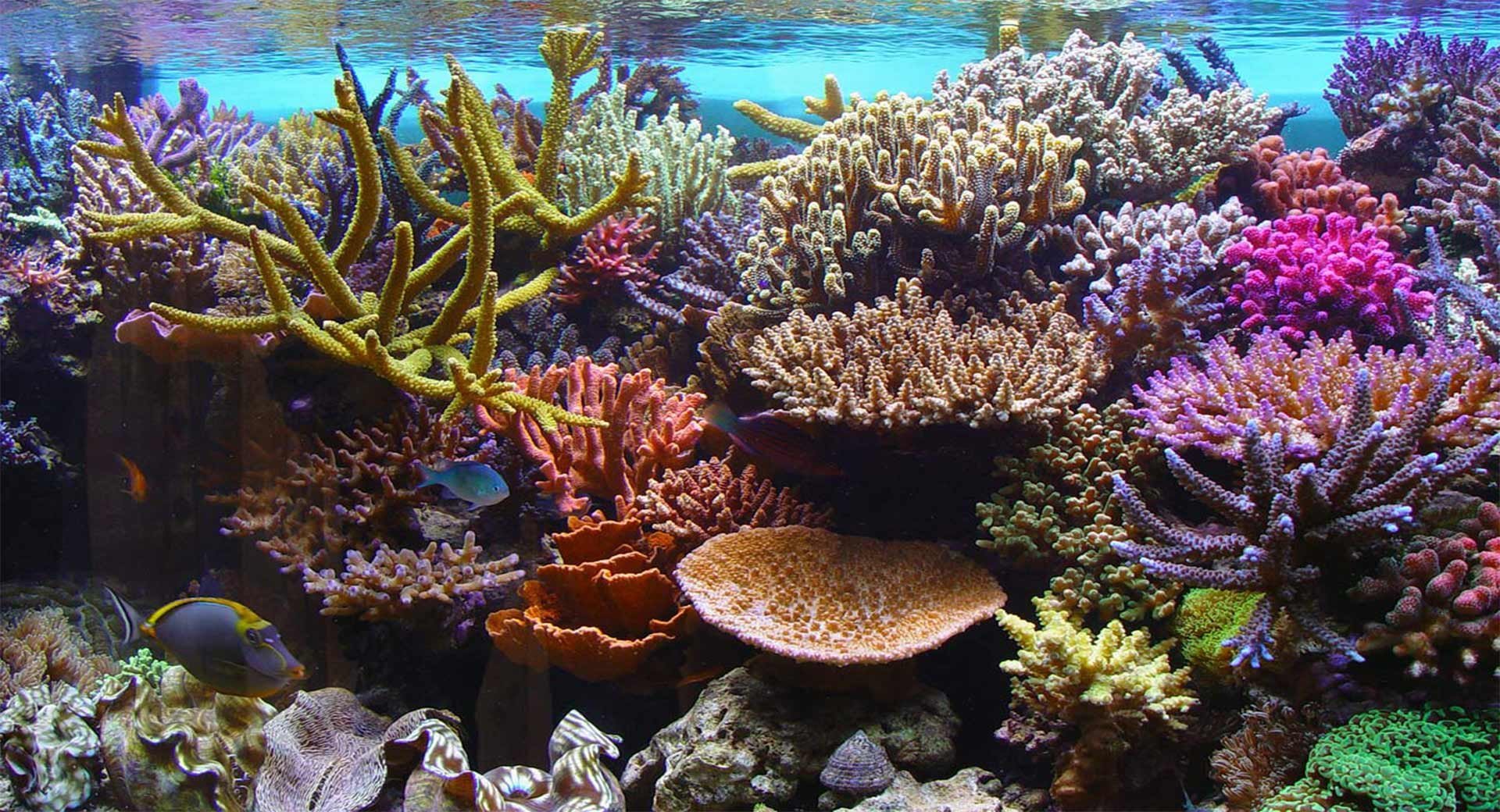 Коралловые рифы страна. Коралловые полипы рифы. Морской парк на рифах Туббатаха. Коралловые полипы в индийском океане. Большой Барьерный риф коралловые полипы.