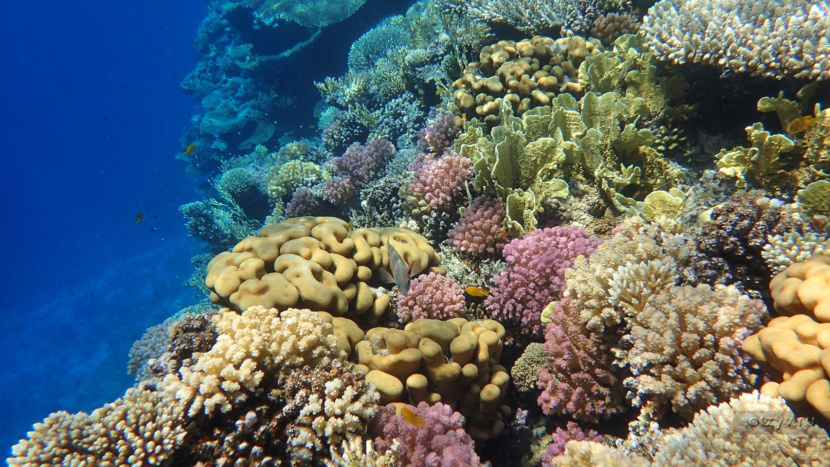 Сообщество кораллового рифа. Коралловый риф сбоку. Рыбы и кораллы риф Оазис Блю Бэй. Коралловое море.. Лагуна окруженная коралловыми рифами.