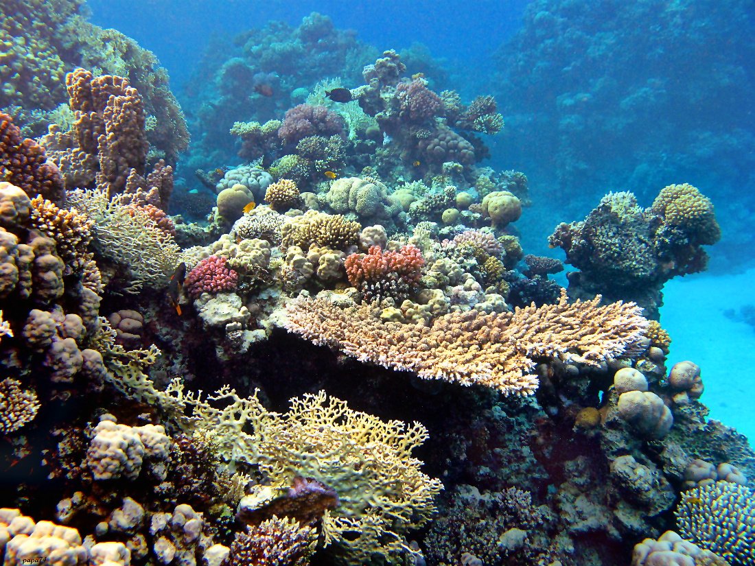 Древние коралловые рифы. Красное море риф Шарм Эль Шейх. Коралловый риф в Шарм Эль Шейхе. Подводный мир Египта Шарм-Эль-Шейх. Кораллы в Шарм Эль Шейхе.