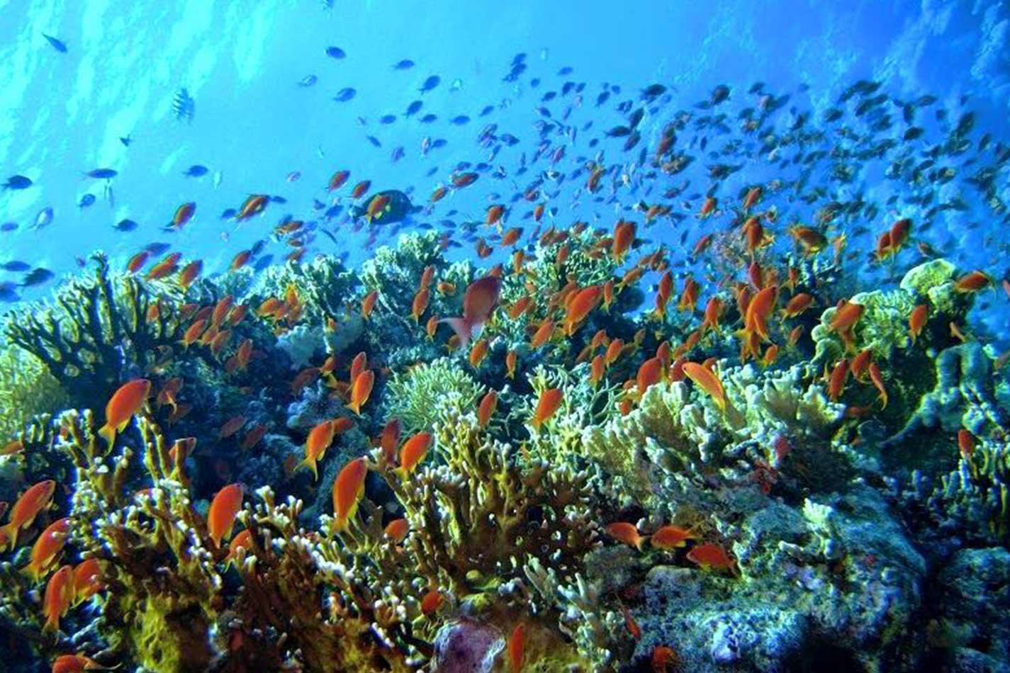 Коралловые рифы в хургаде. Коралловый остров Хургада. Коралловый риф Египет Хургада. Красное море риф Шарм Эль Шейх. Кораллы в Хургаде.