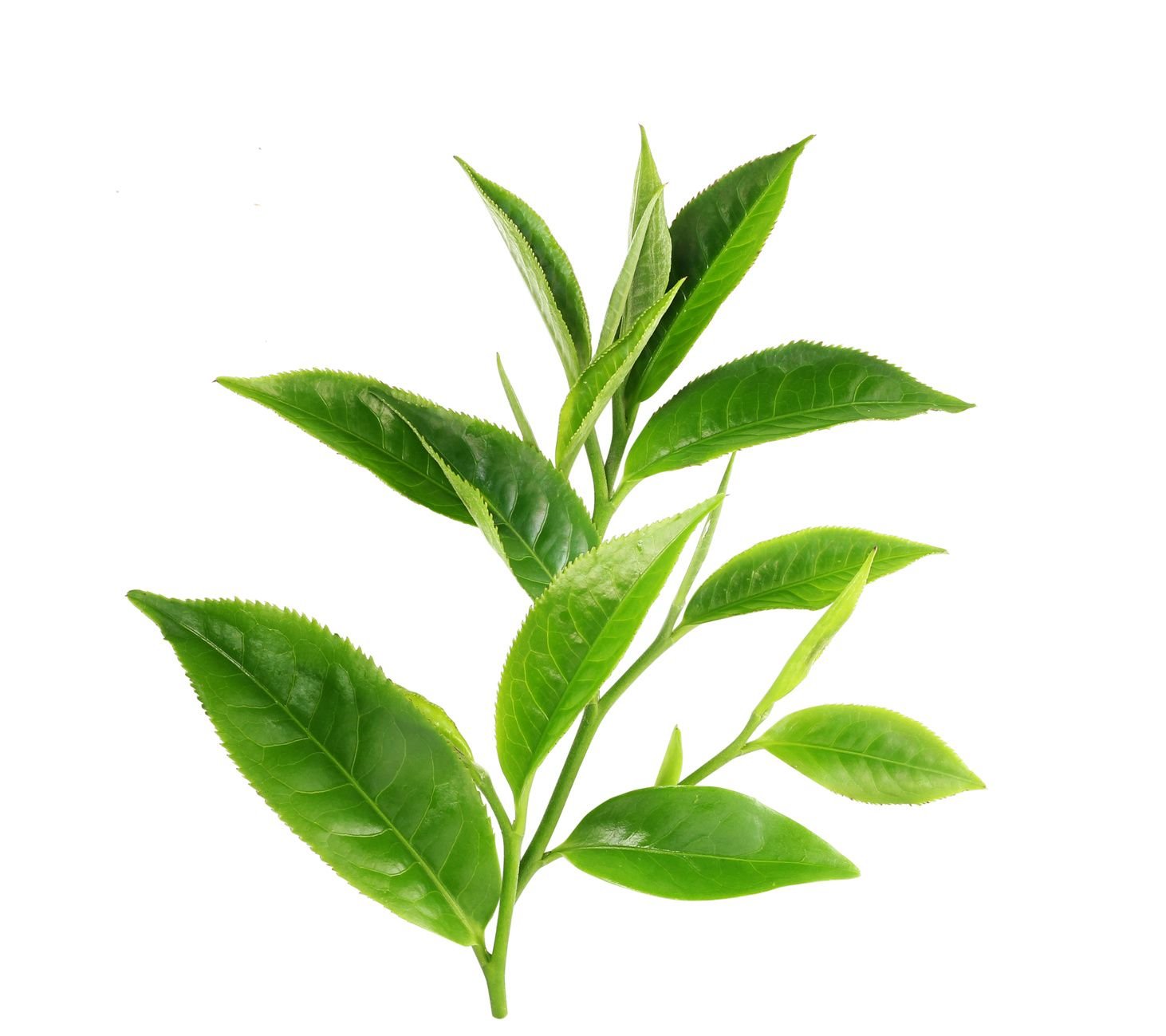 Чайная листва. Листочки чайного дерева. Листья чая. Зеленый чай листья. Листья чая на прозрачном фоне.