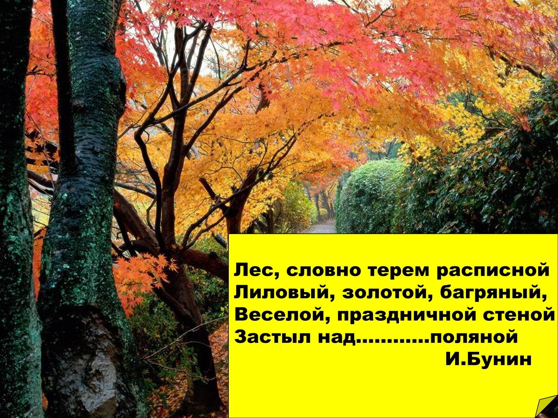 Лес словно. Лес будто Терем расписной лиловый. Лес словно Терем расписной лиловый золотой багряный. Лес словно Терем расписной лиловый золотой багряный стих. Будто Терем расписной.