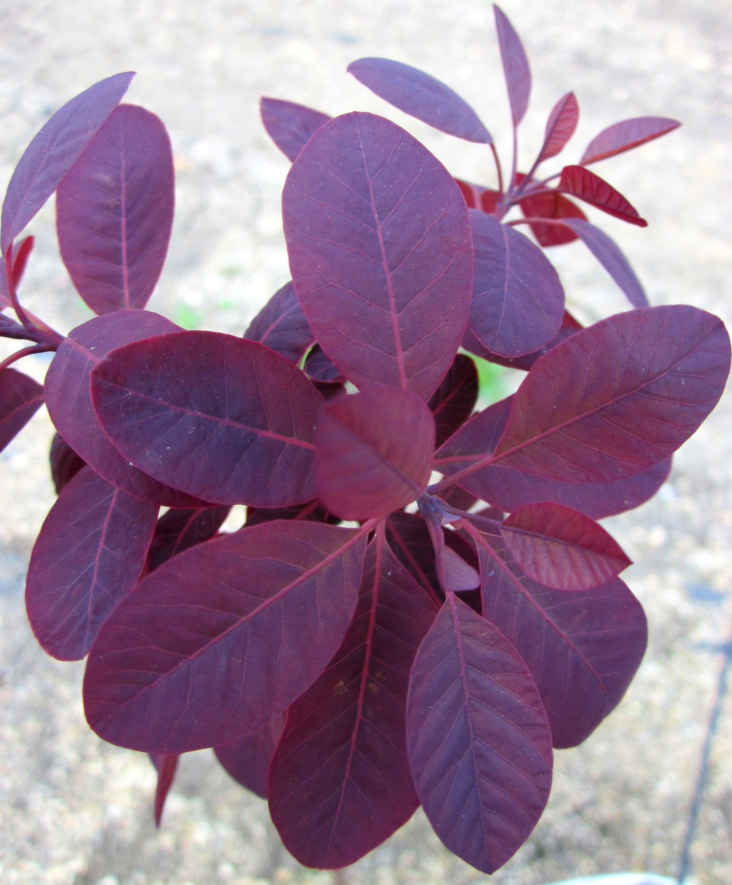 Фиолетовый лист фото. Скумпия Кожевенная (Cotinus coggygria `Royal Purple`). Скумпия Роял перпл. Скумпия Кожевенная Royal Purple. Котинус Роял перпл.