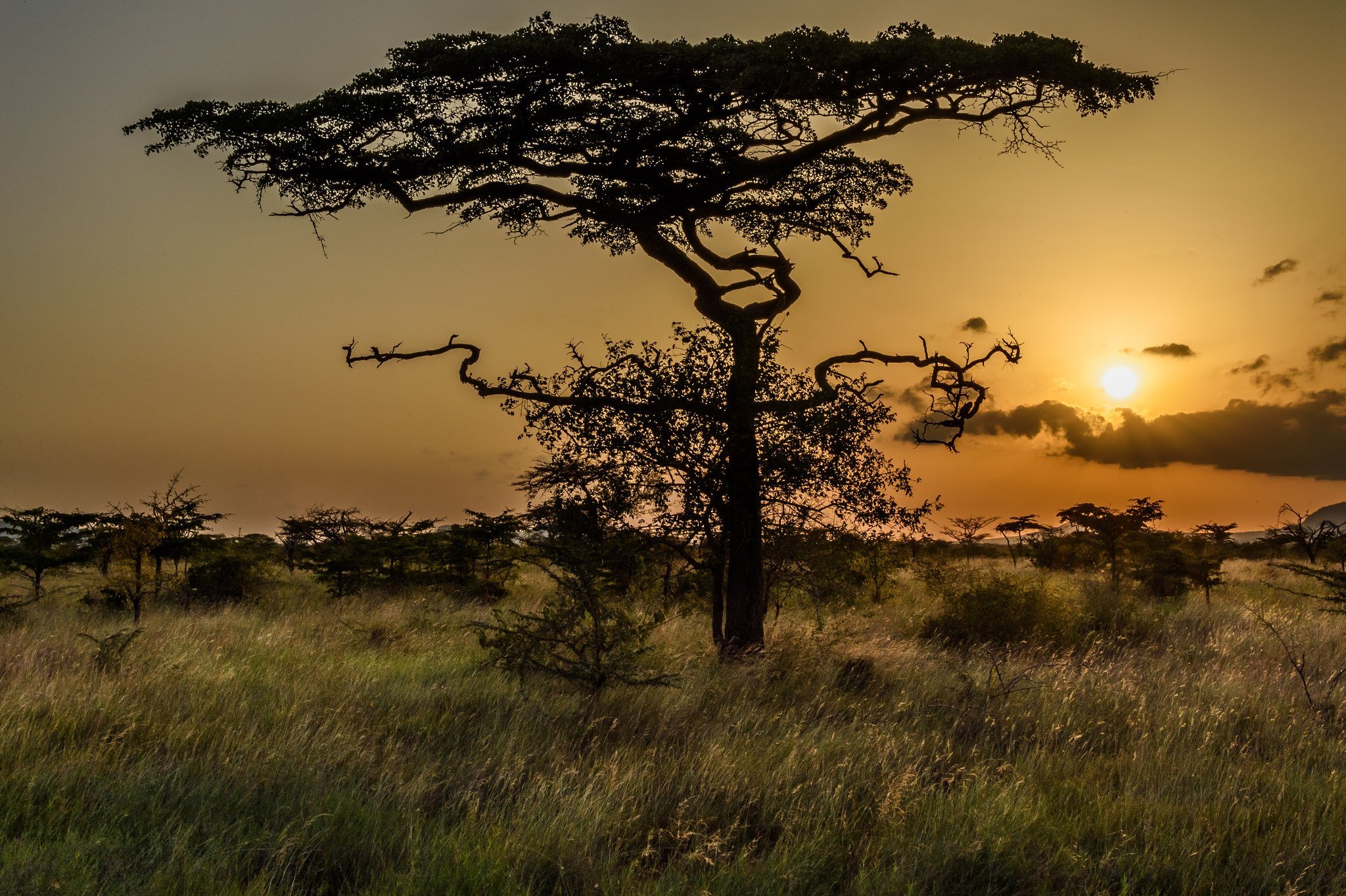 Природная зона северной америки саванна. Кения Саванна. Зимбабве Саванна. Серенгети Танзания дерево львица. Саванны Африки.