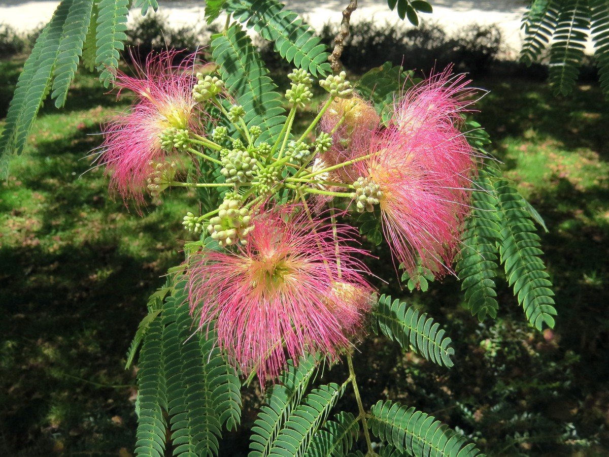 Альбиция ленкоранская - Albizia julibrissin