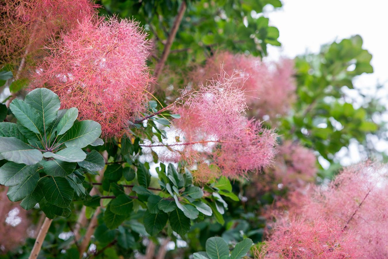 Скумпия Кожевенная Cotinus coggygria