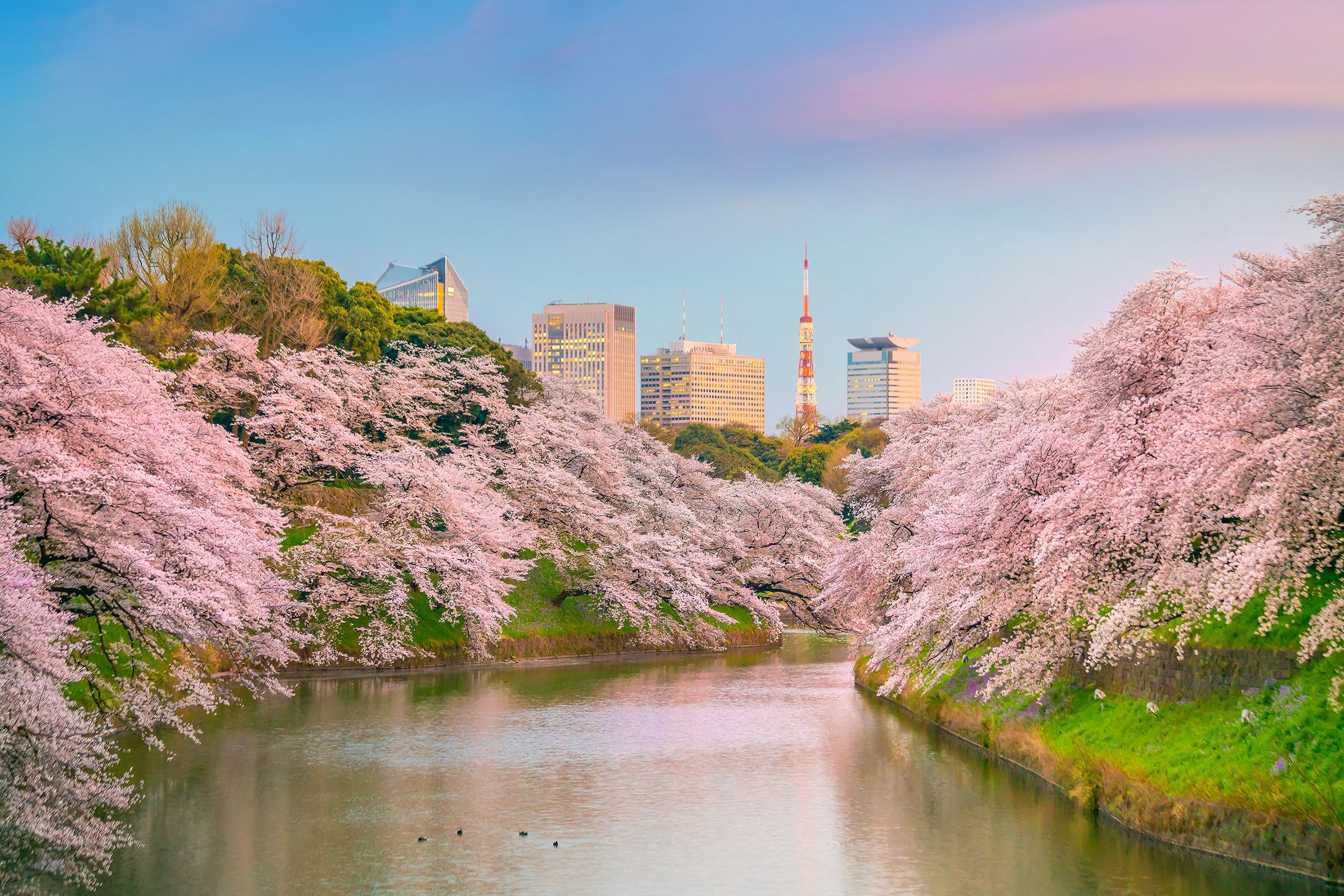 Город зацветет. Чидоригафучи Токио. Парк тидоригафути (Чидоригафучи). Киото Япония цветение Сакуры. Японский парк Чидоригафучи.