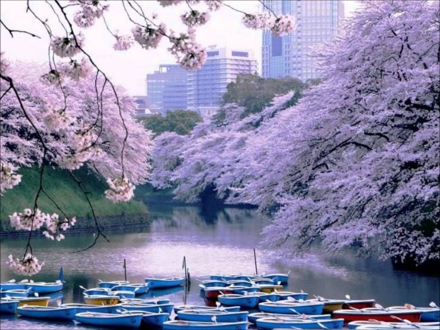 Японское качество видео. Цветение Сакуры в Японии сады. Япония Токио Сакура. Киото цветение Сакуры. Цветение Сакуры в Токио.