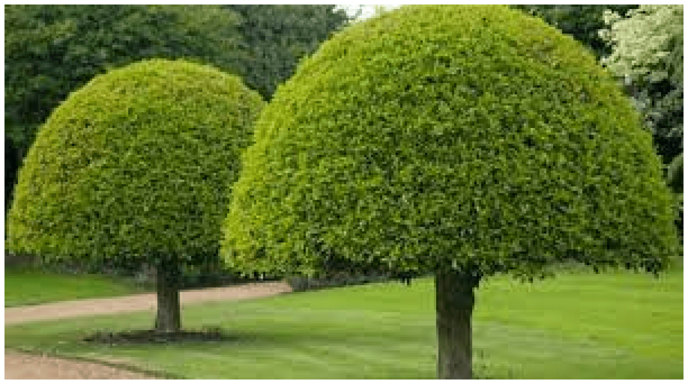 Дерево округлой формы