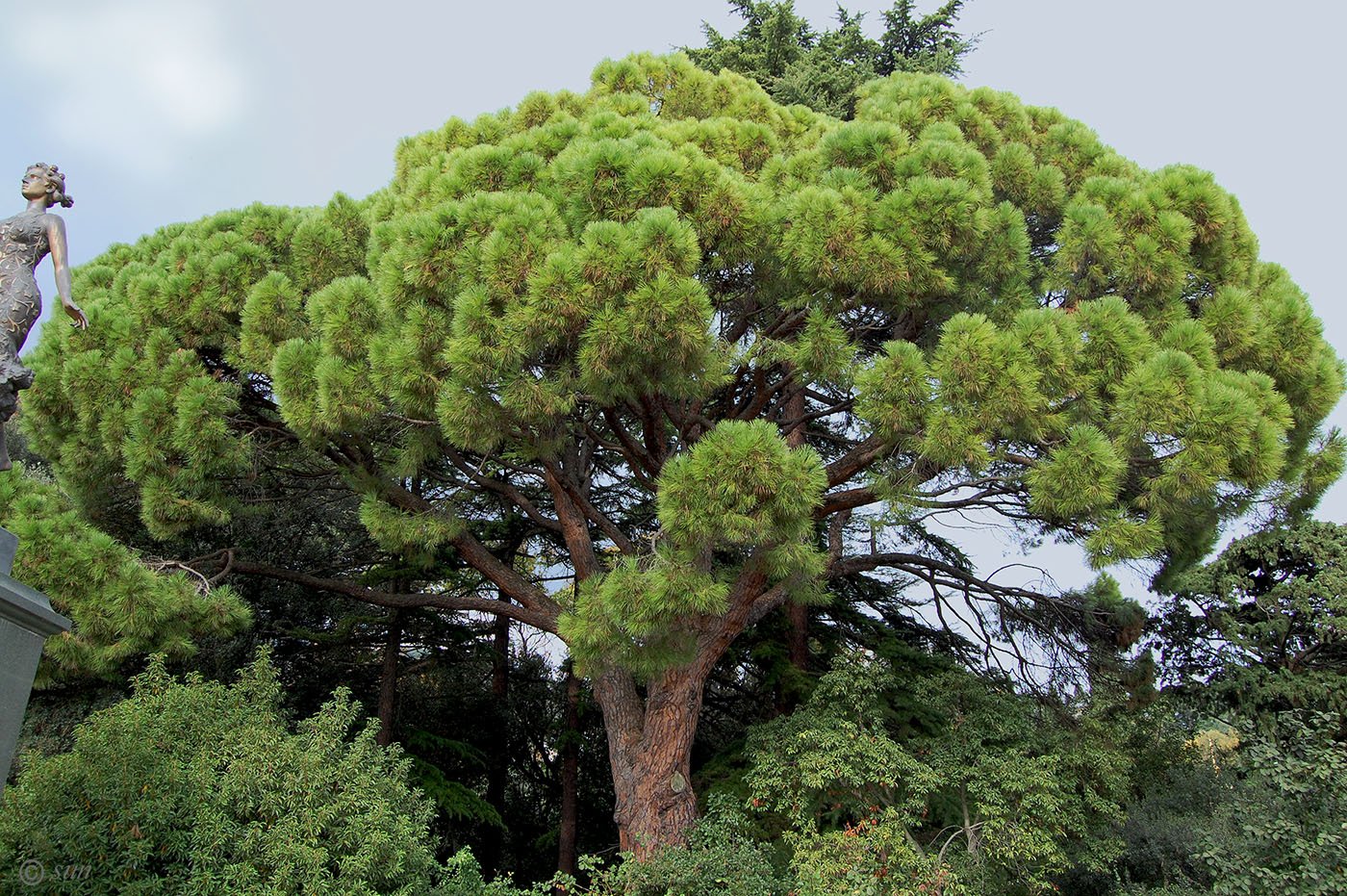 Хвойные кроны. Пиния (Pinus pinea). Сосна итальянская Pinus pinea. Средиземноморская сосна Пиния. Сосна Пиния Сильвер.