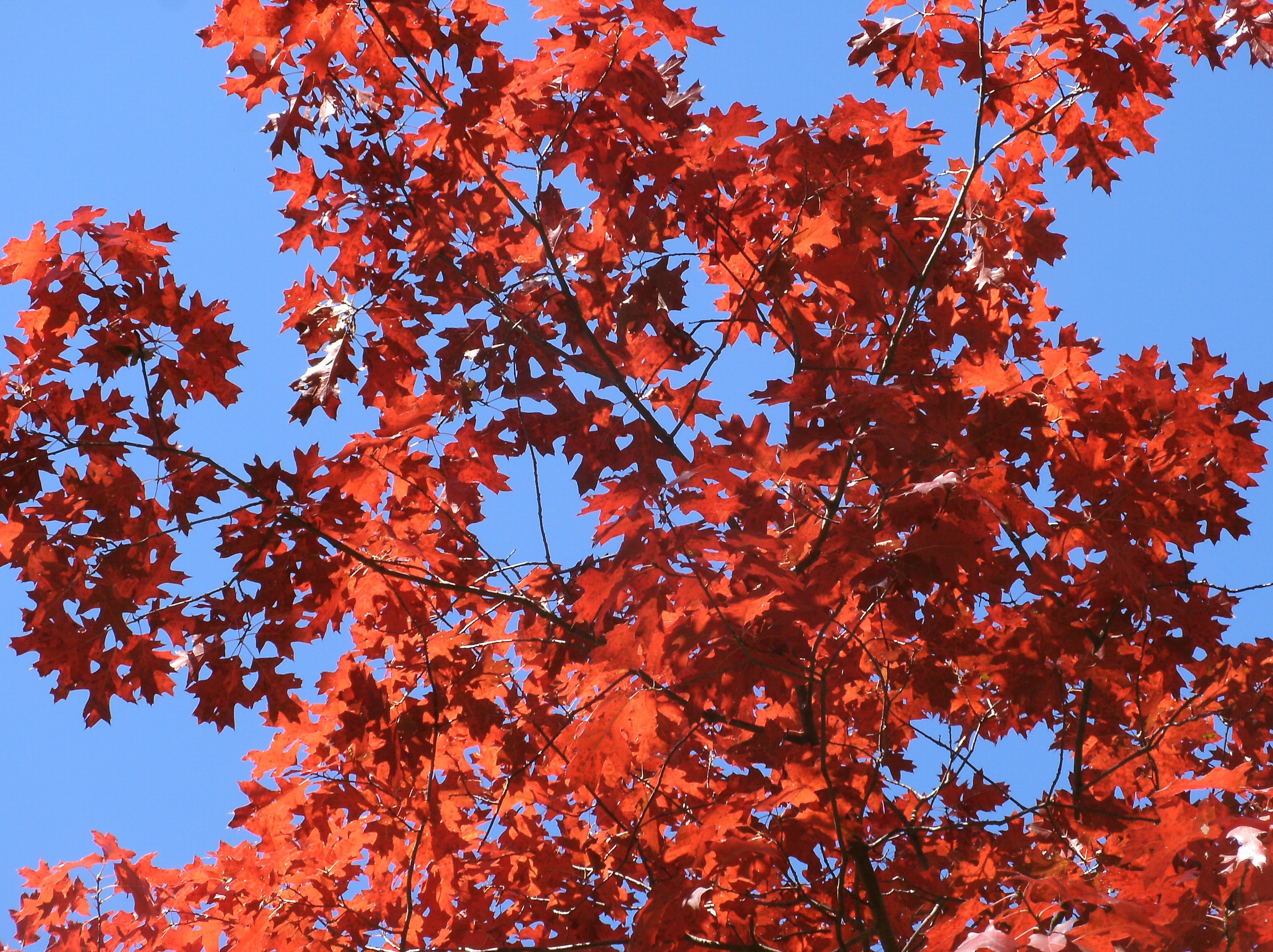 Красно черешчатый дуб. Дуб красный Quercus rubra. Дуб красный, Северный Quercus rubra. Кверкус Рубра. Quercus rubra (дуб красный) 'Aurea'.
