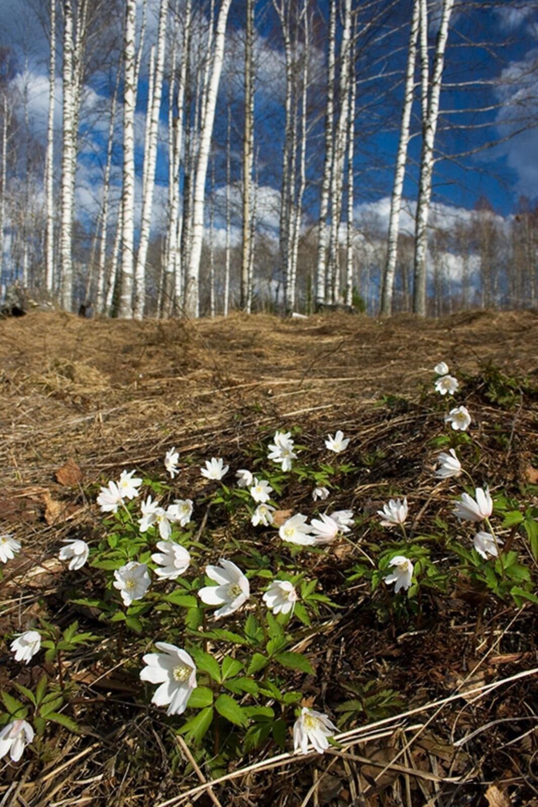 Весна,весенний лес, пролески