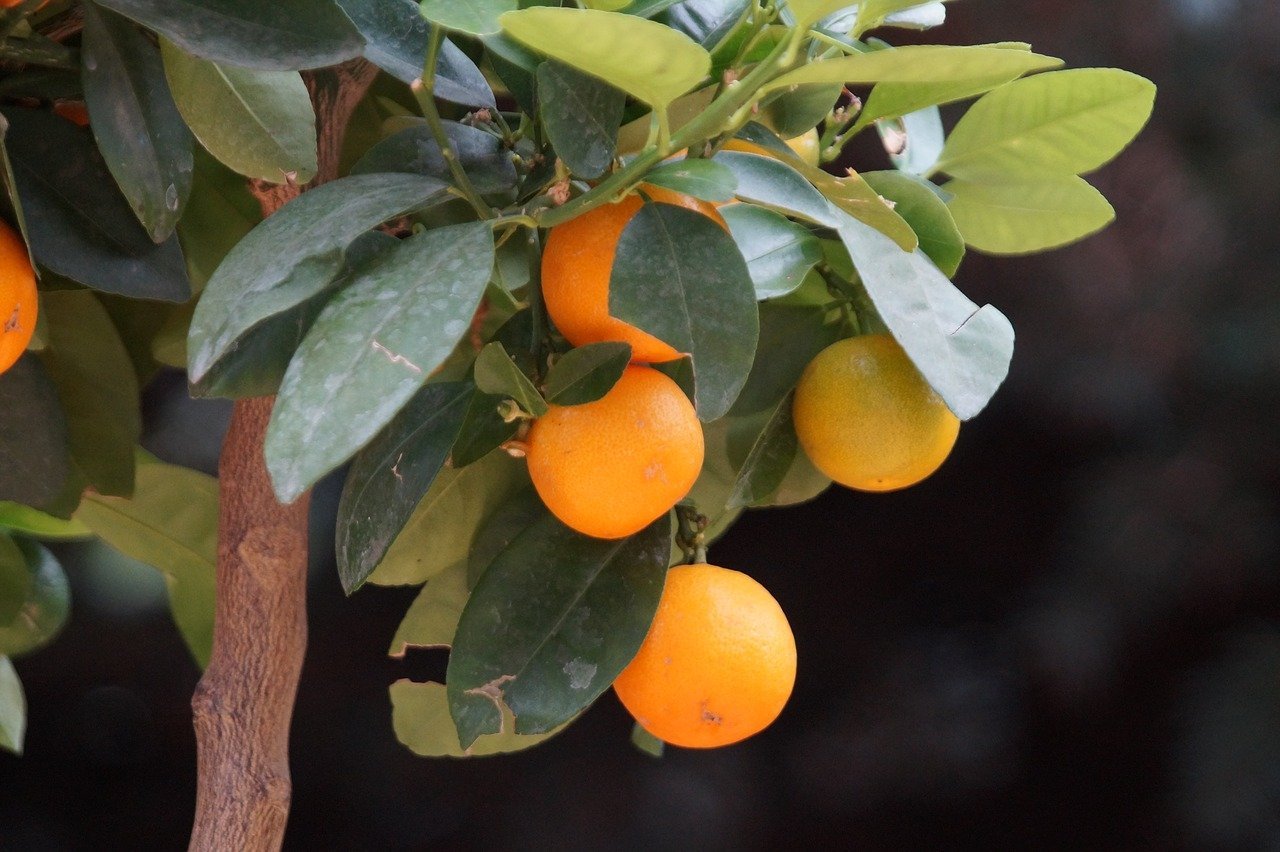 Апельсиновое дерево. Англия цитрус дерево. Апельсиновое дерево карликовый сорт «Мерлин». Апельсин дерево. Апельсины с листом.