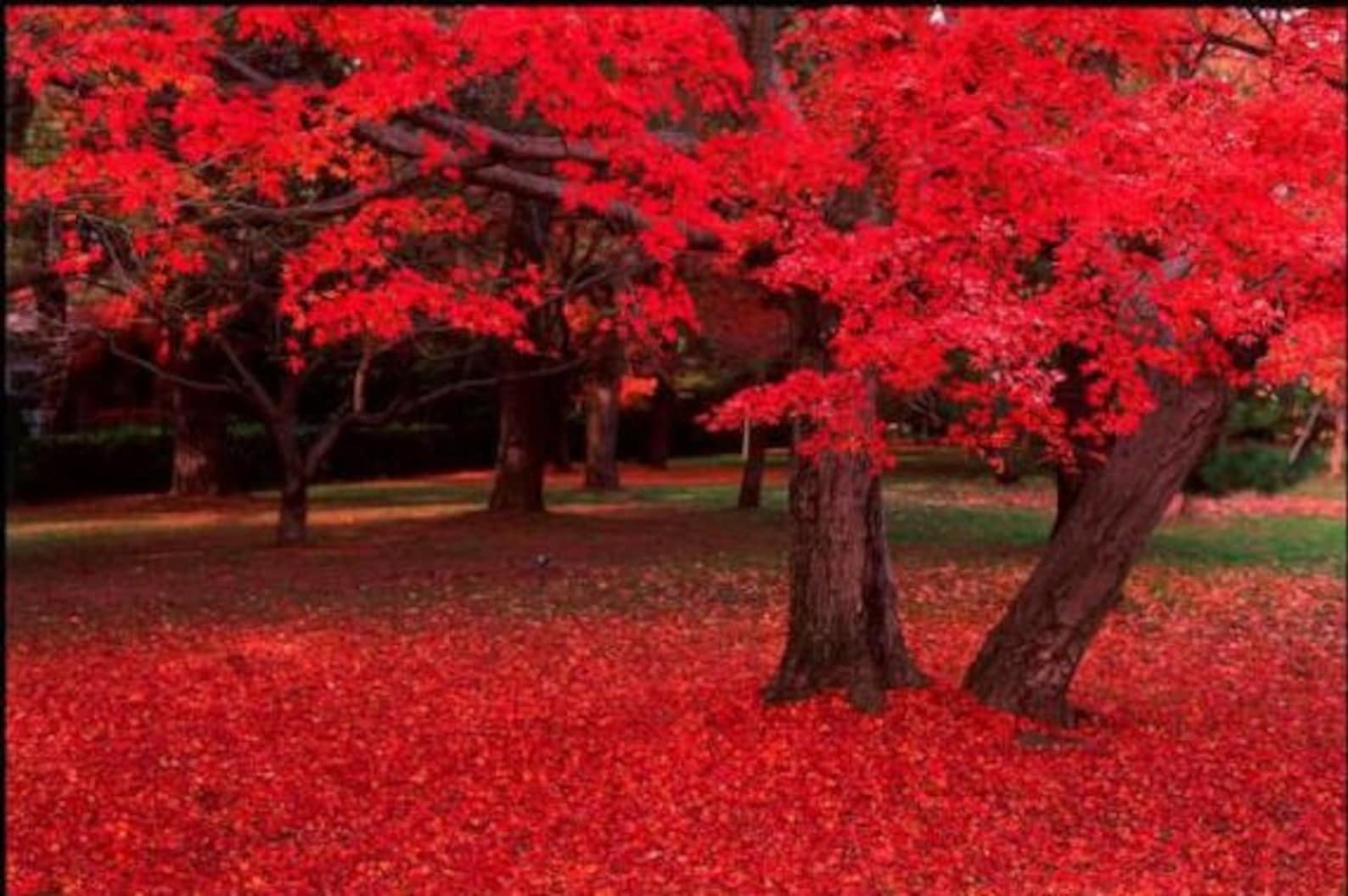 Красный ли. Carolina Red Scarlet Maple Tree Acer rubrum JOCAD. Красное дерево. Красные деревья в Японии. Красный клен парк.