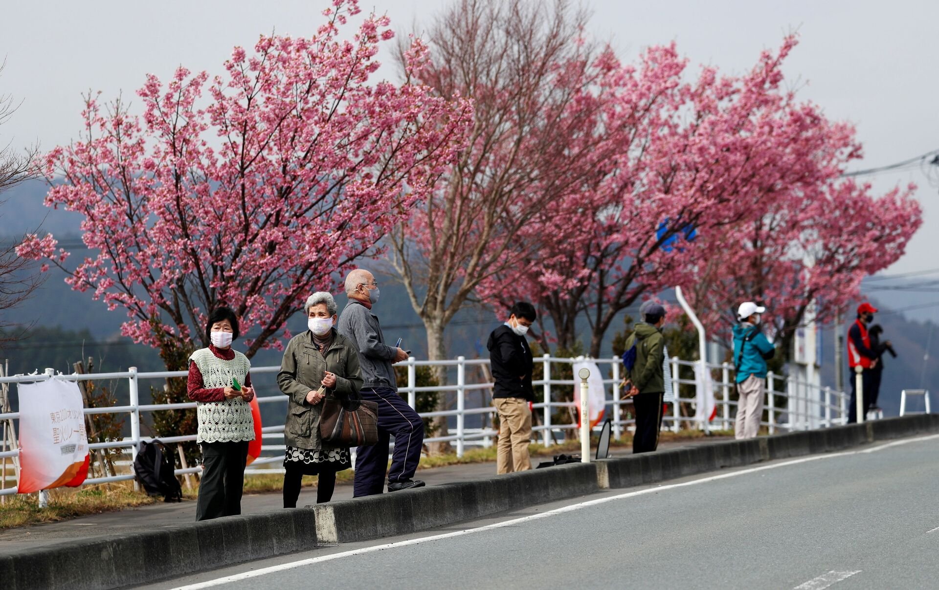 Сакура цветет дней. Цветение Сакуры в Японии Токио. Цветение Сакуры в Японии 2022. Период цветения Сакуры в Японии. Япония цветение Сакуры 2024.
