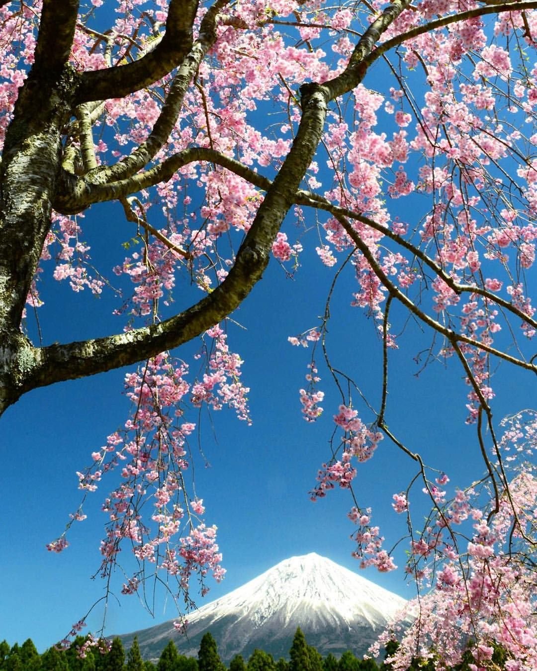 Japanese blossom. Черри блоссом дерево. Сакура черри блоссом дерево. Вишня Фудзи дерево. Сакура японская вишня.