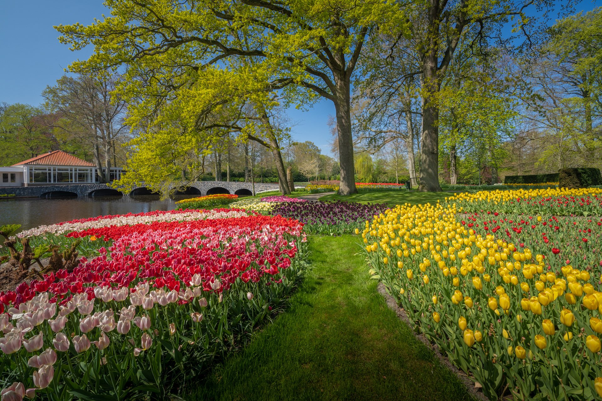 парк тюльпанов в голландии