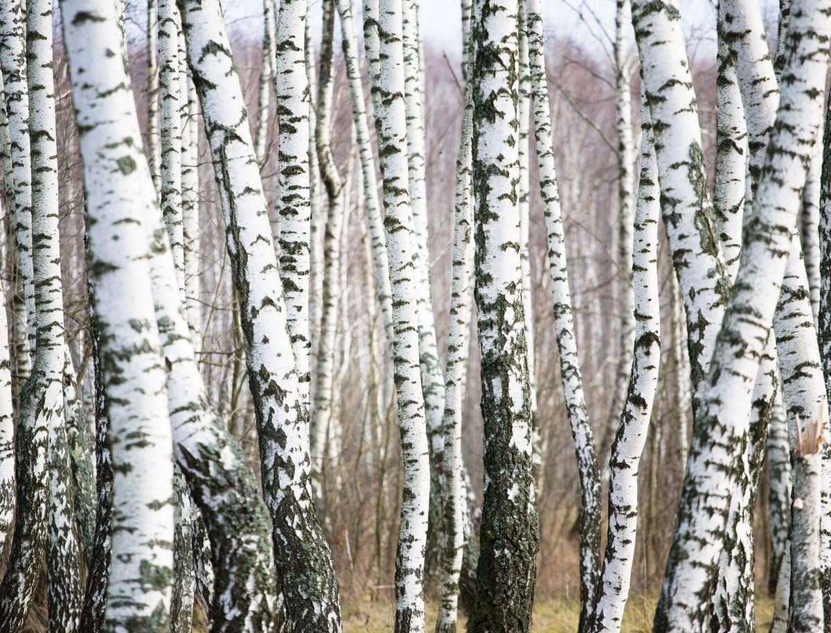 Березы града