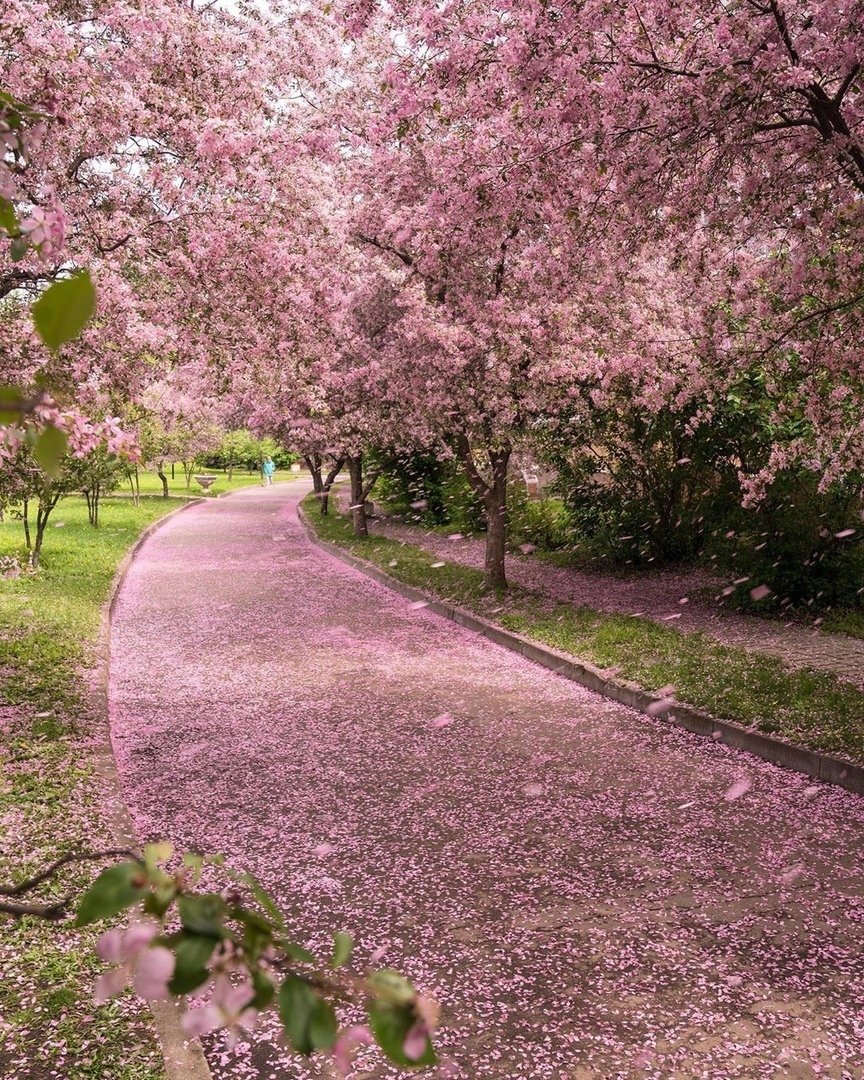 Екатерининский парк цветет Сакура