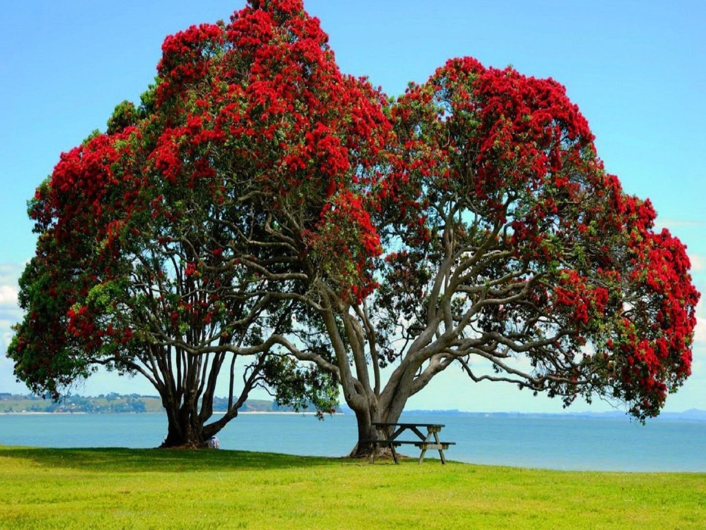 My new tree. Миртовое деревце Метросидерос. Похутукава дерево. Похутукава новозеландское Рождественское дерево. Метросидерос зонтичный.