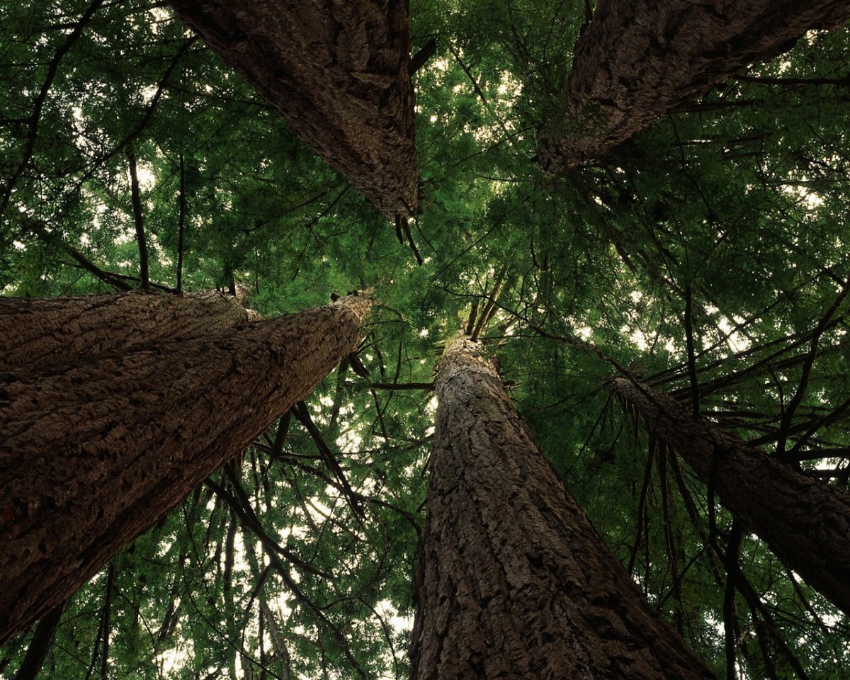 Секвойя природная зона северной америки. Секвойя дерево. Парк Секвойя Калифорния. Секвойя вечнозелёная. Секвойя и сосна.