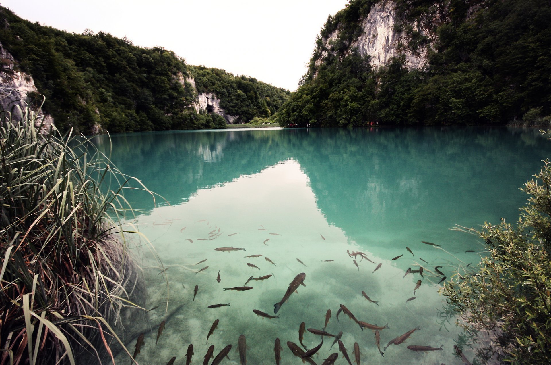 Fresh water lake. Озеро Гечепсин. Река Гечепсин. Форелевый пруд Лесное озеро. Ваиау (озеро).