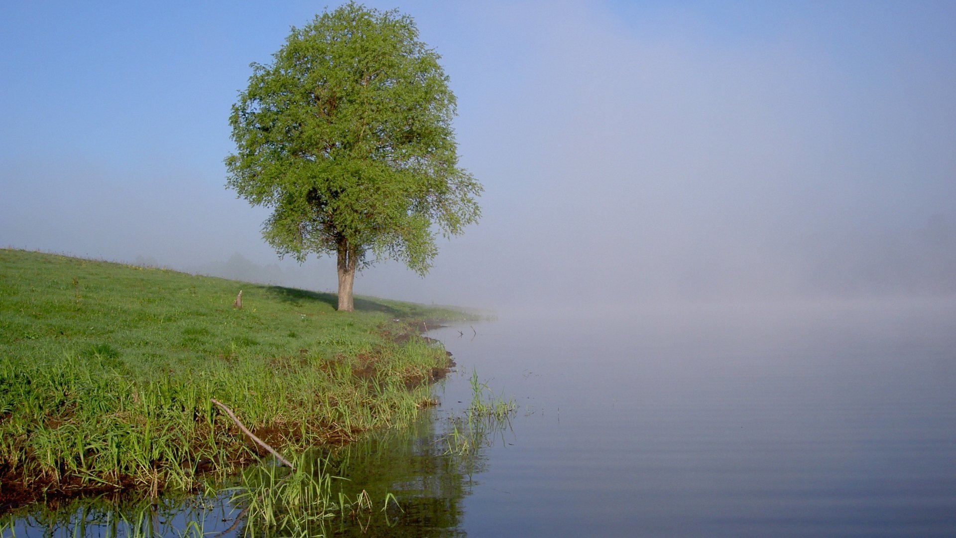 Лес без деревьев реки без воды. Одинокий Тополь в Калмыкии. Дерево на берегу реки. Дерево над водой. Дерево возле воды.
