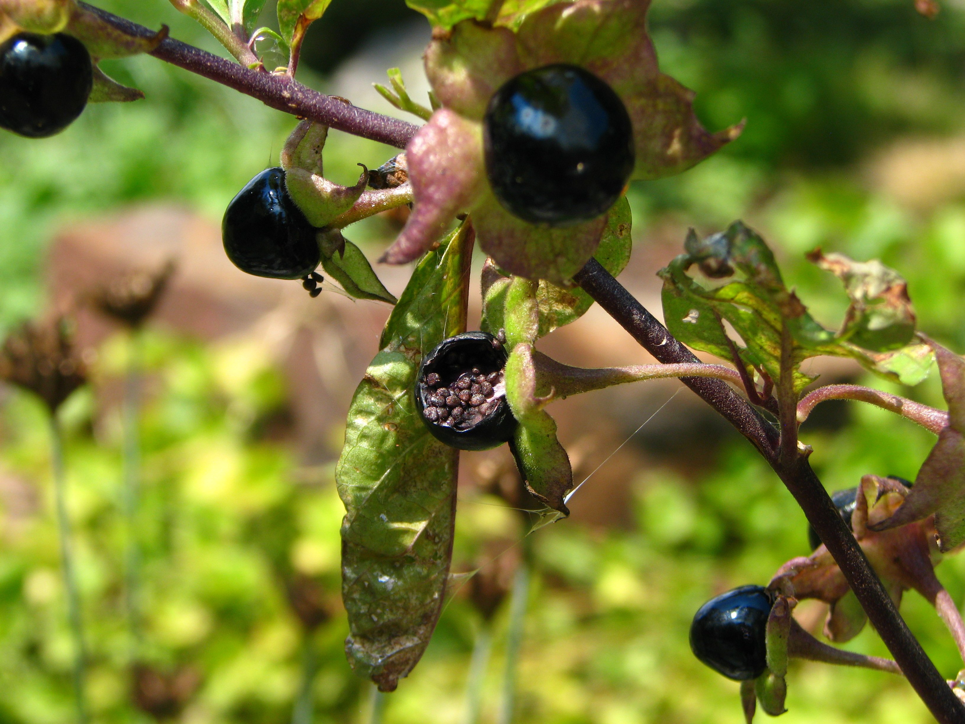 Belladonna. Атропа белладонна. Белладонна Волчья ягода. Белладонна плод. Красавка плоды.