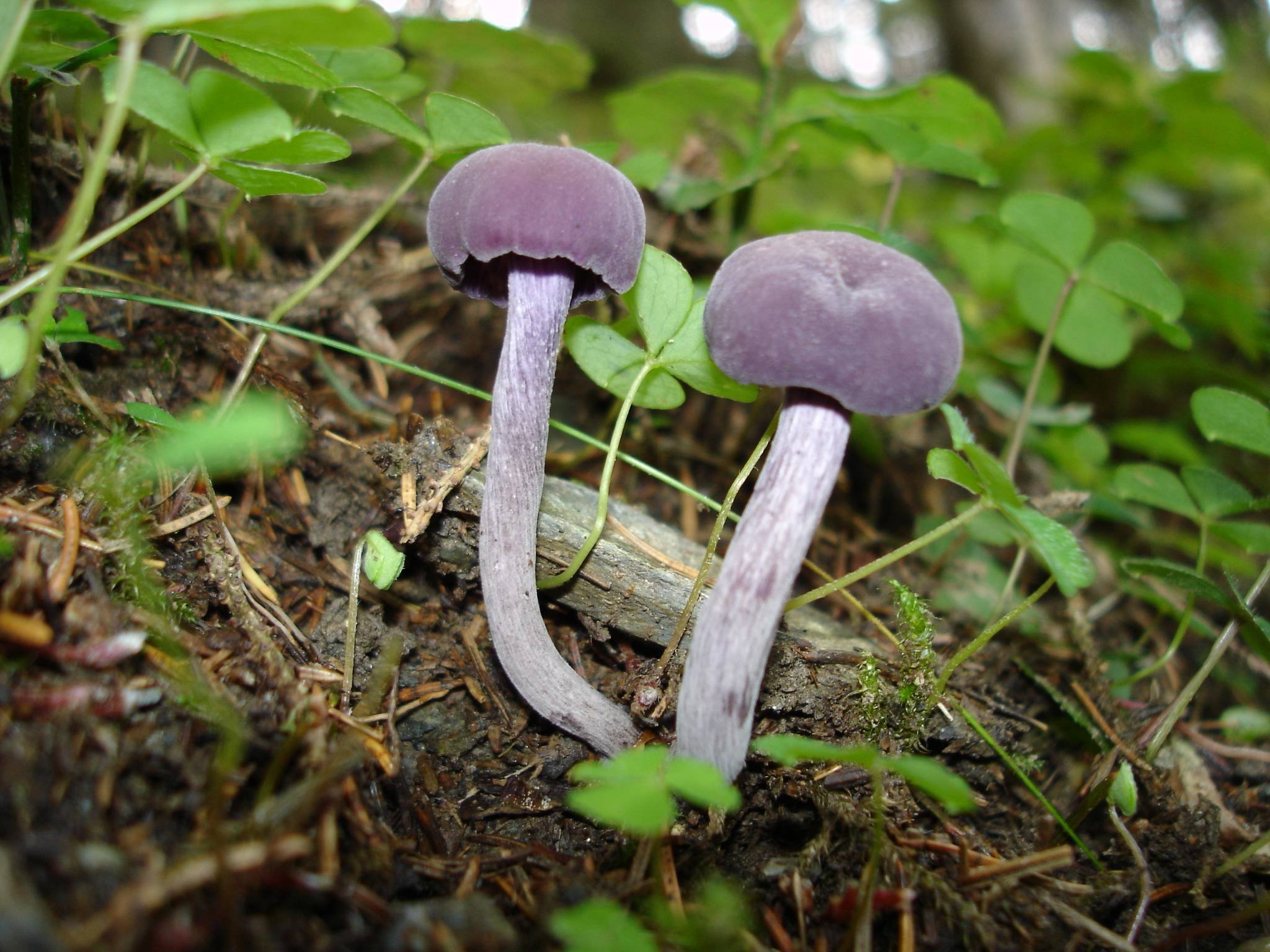 Фото гриб свойства. Лаковица Аметистовая. Laccaria amethystina. Лаковица лиловая. Гриб Laccaria amethystina..