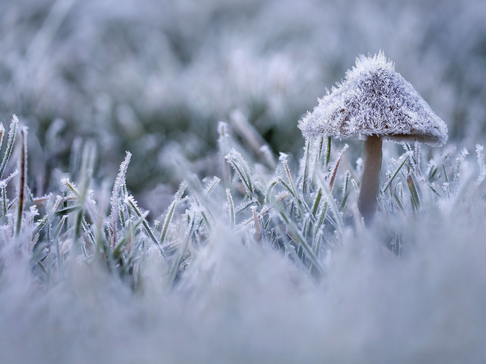 White frost. Заморозки. Иней. Иней на траве. Зимние заморозки.