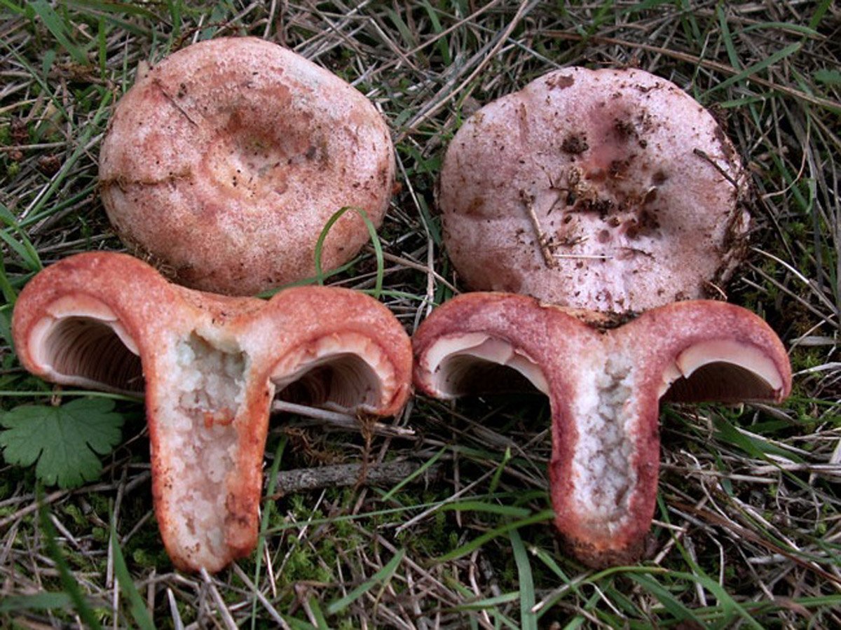 Есть гриб рыжик. Млечник Рыжик гриб. Красный Рыжик гриб. Lactarius sanguifluus. Королевский Рыжик гриб.