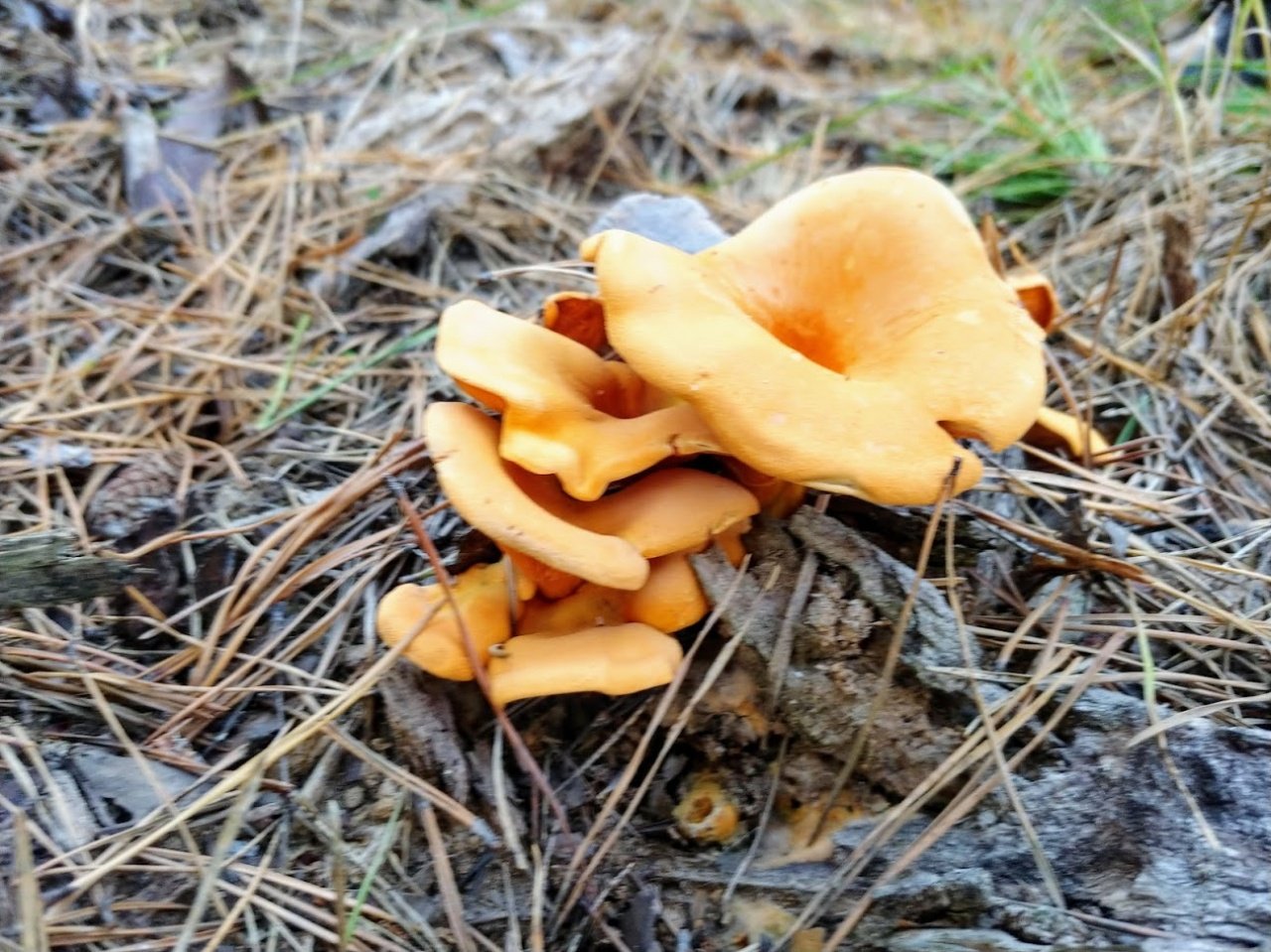 Ложная лисичка. Лисичка ложная Hygrophoropsis aurantiaca. Лисичка и говорушка. Лисички несъедобные ложные. Ложная Лисичка рыжая.