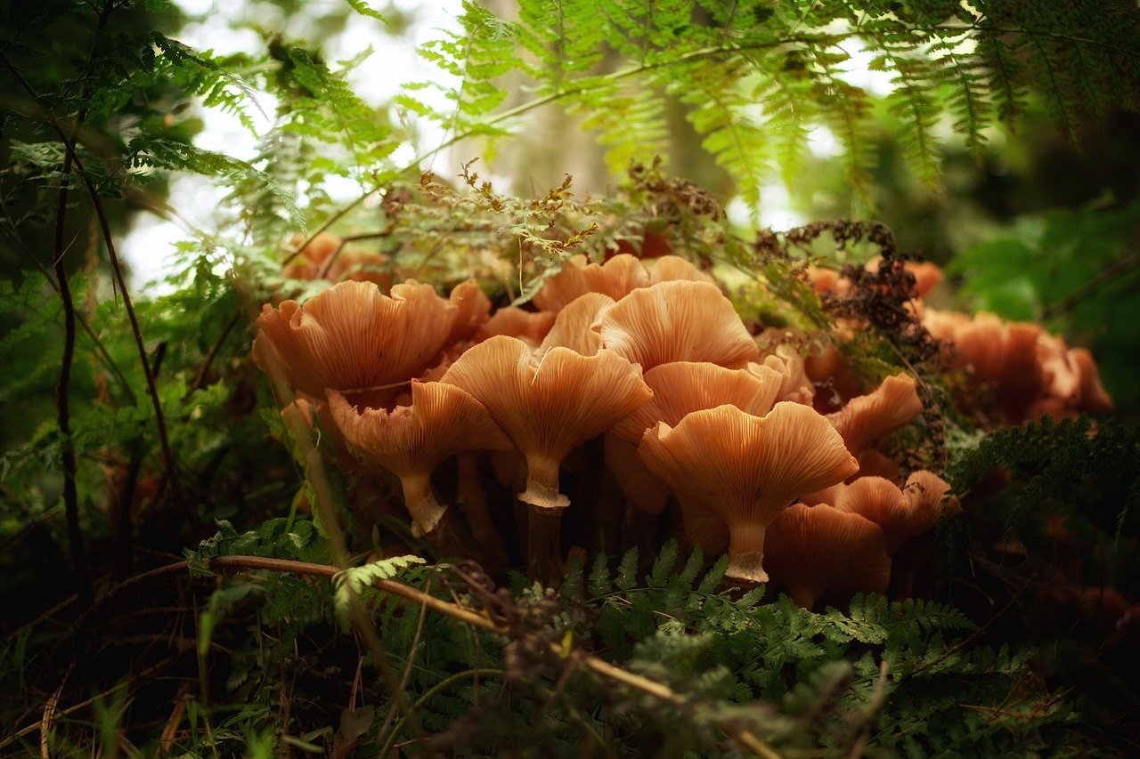Мир природы грибы. Грибы в природе. Грибной лес. Грибы на пнях. Древесные грибы.