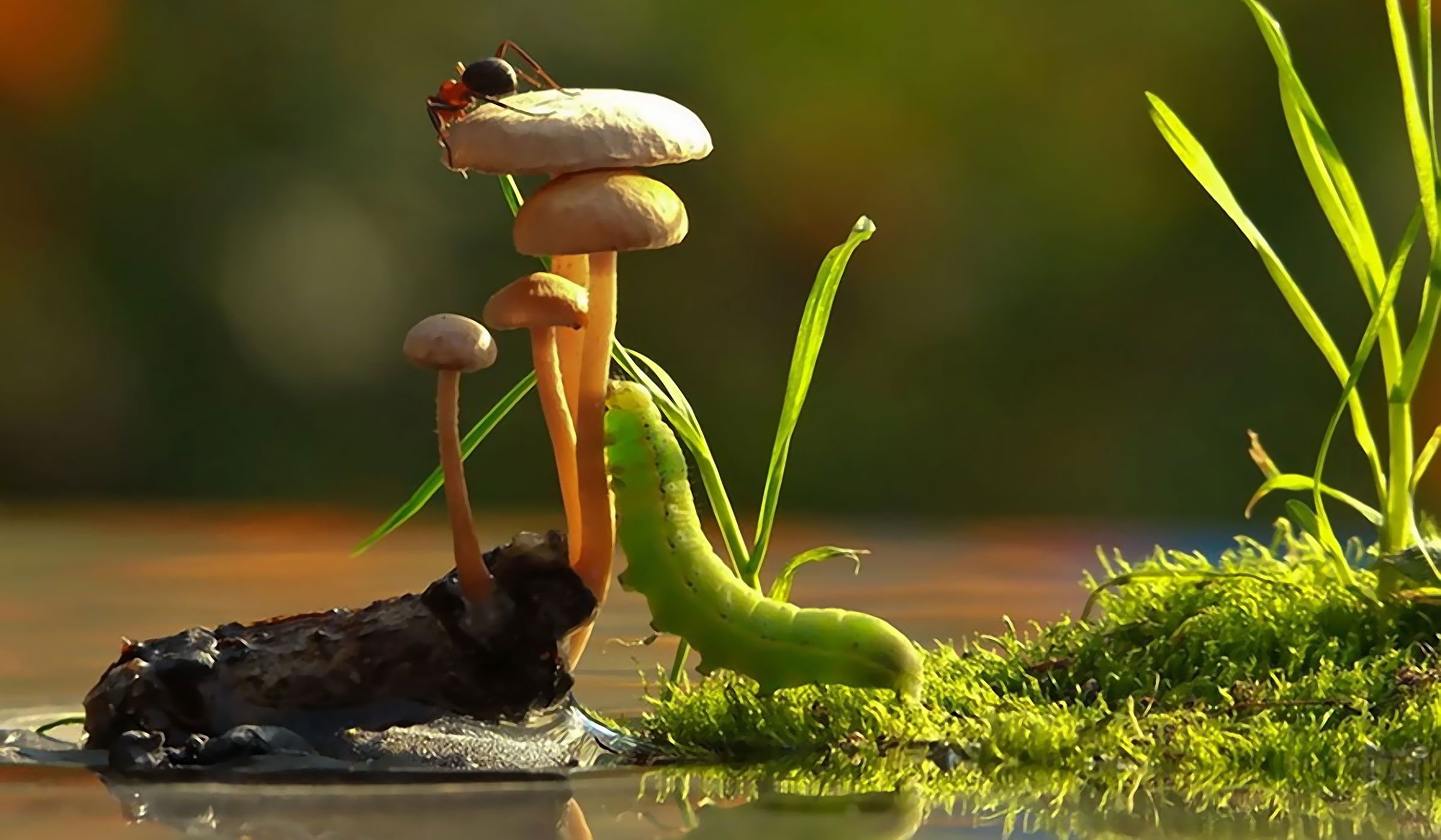 Мир природы грибы. Макрофотографии Вячеслава Мищенко. Удивительный мир природы. Макросъемка природа.